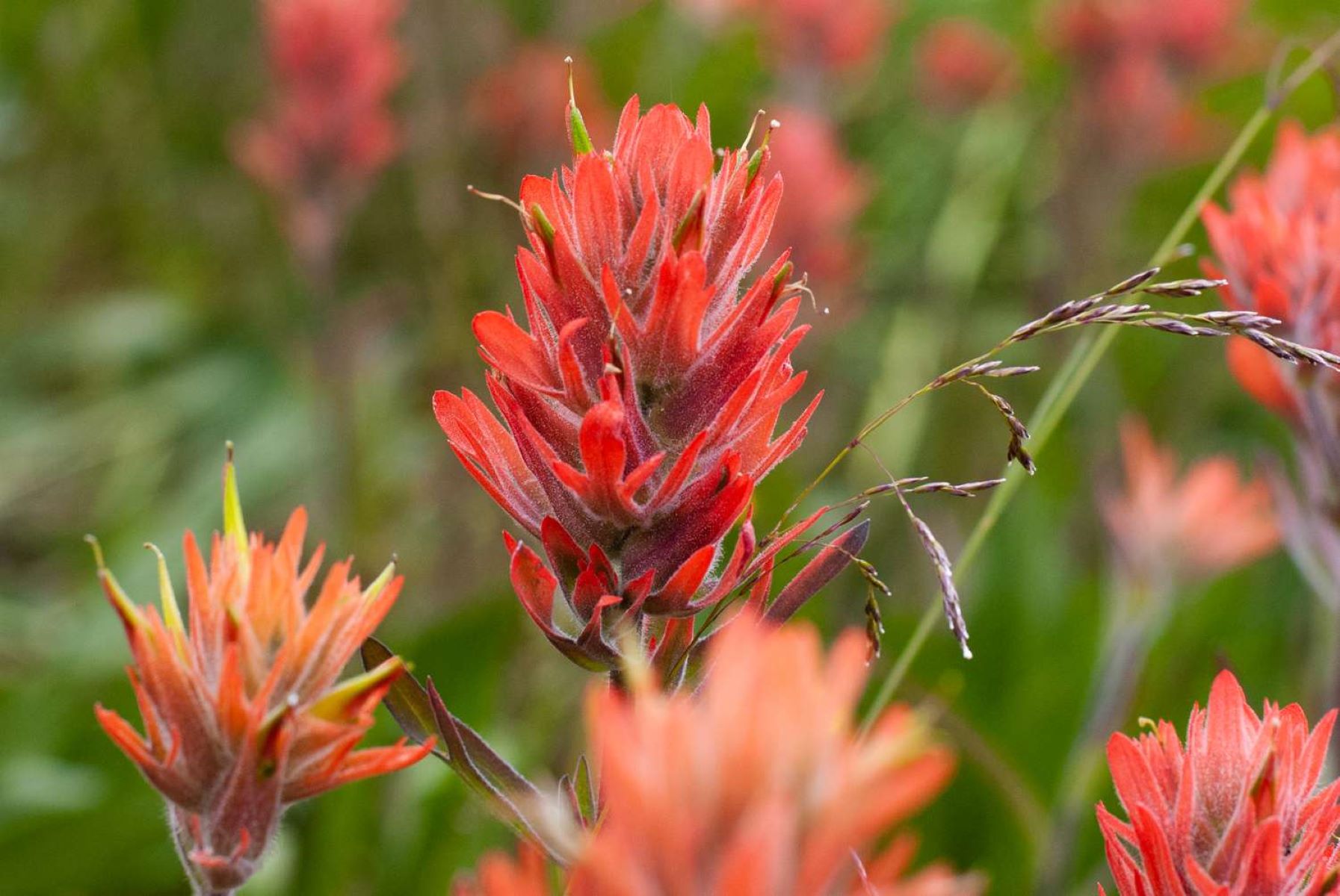 When To Plant Indian Paintbrush Seeds
