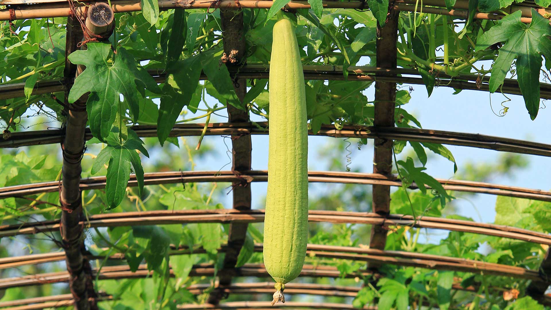 When To Plant Luffa Seeds In Zone 8