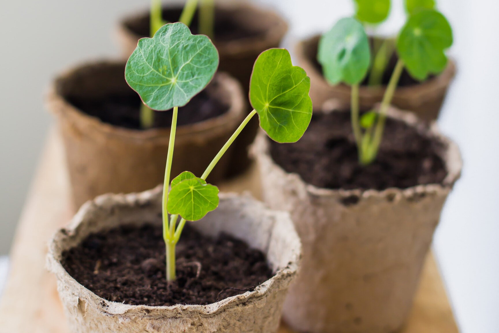 When To Plant Nasturtium Seeds Indoors