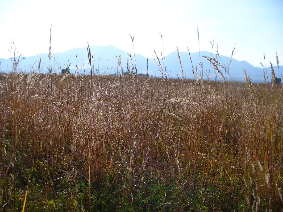 When To Plant Native Grass In Colorado