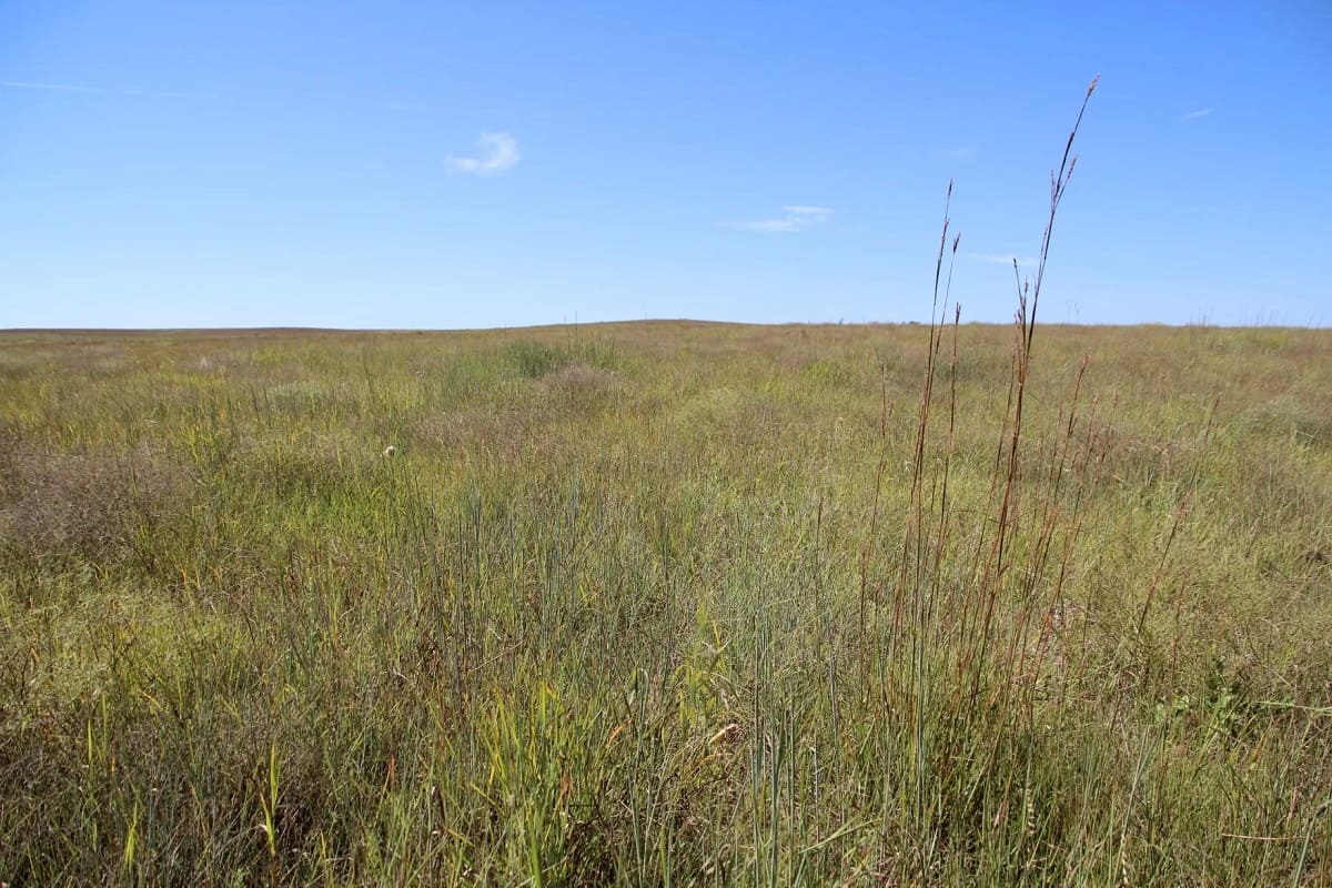 When To Plant Native Grass In Kansas