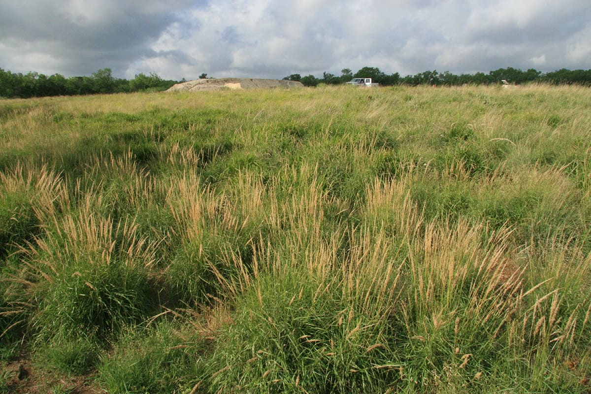 When To Plant Native Grasses In Texas