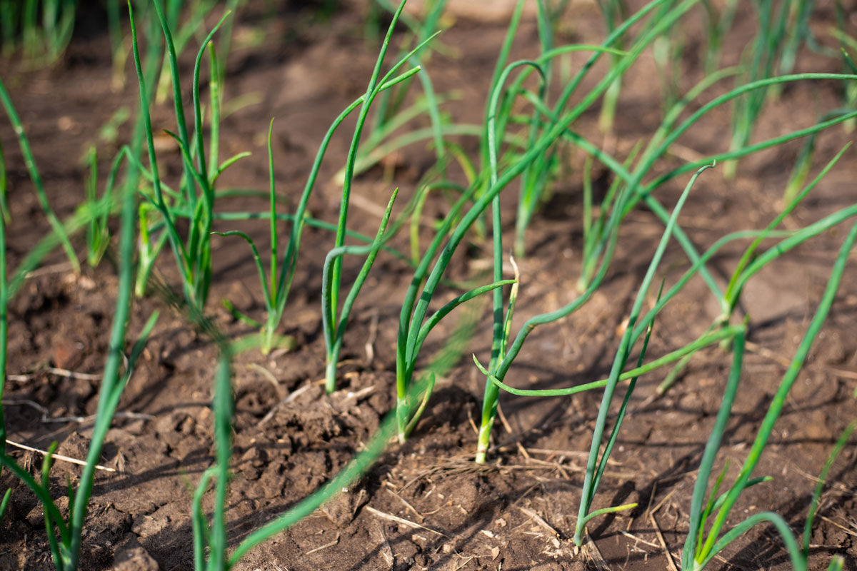 When To Plant Onion Seed