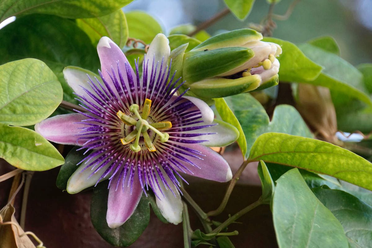 When To Plant Passion Flower Seeds | Storables