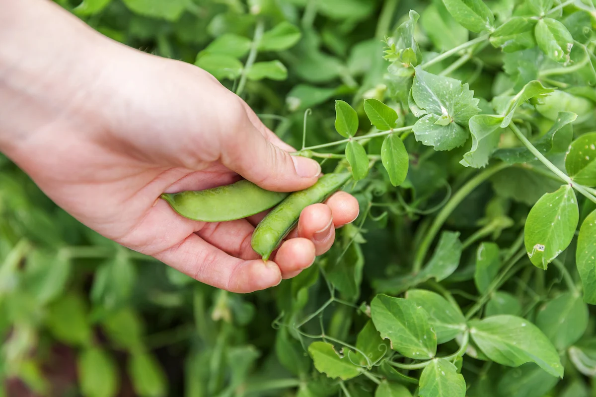 When To Plant Pea Seeds