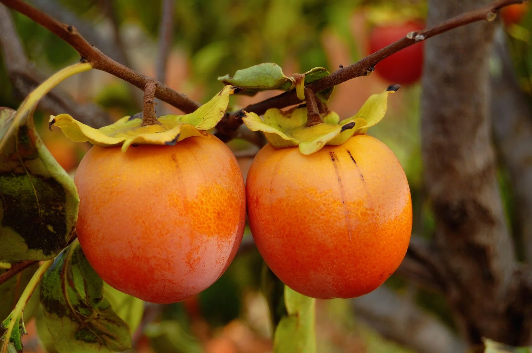 When To Plant Persimmon Seeds
