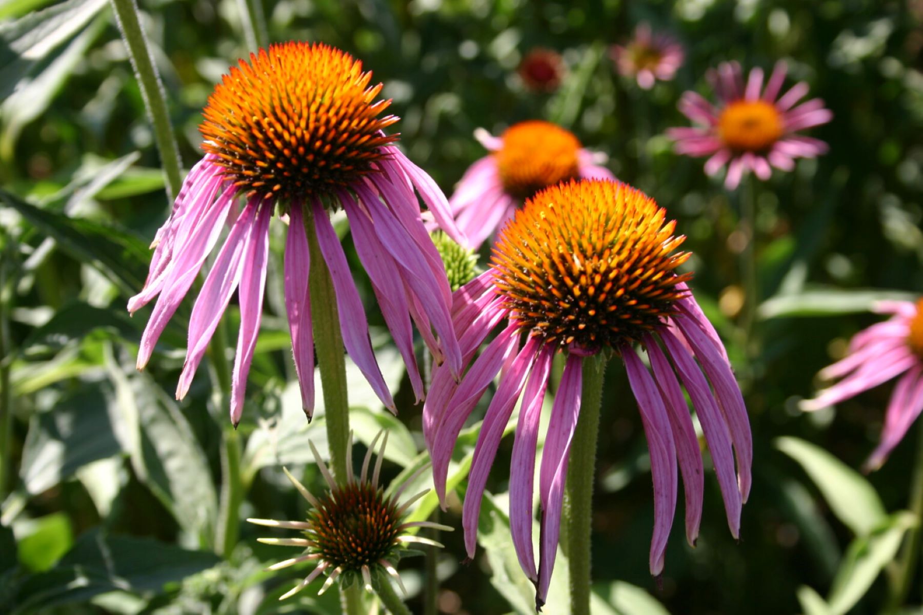 When To Plant Purple Coneflower Seeds