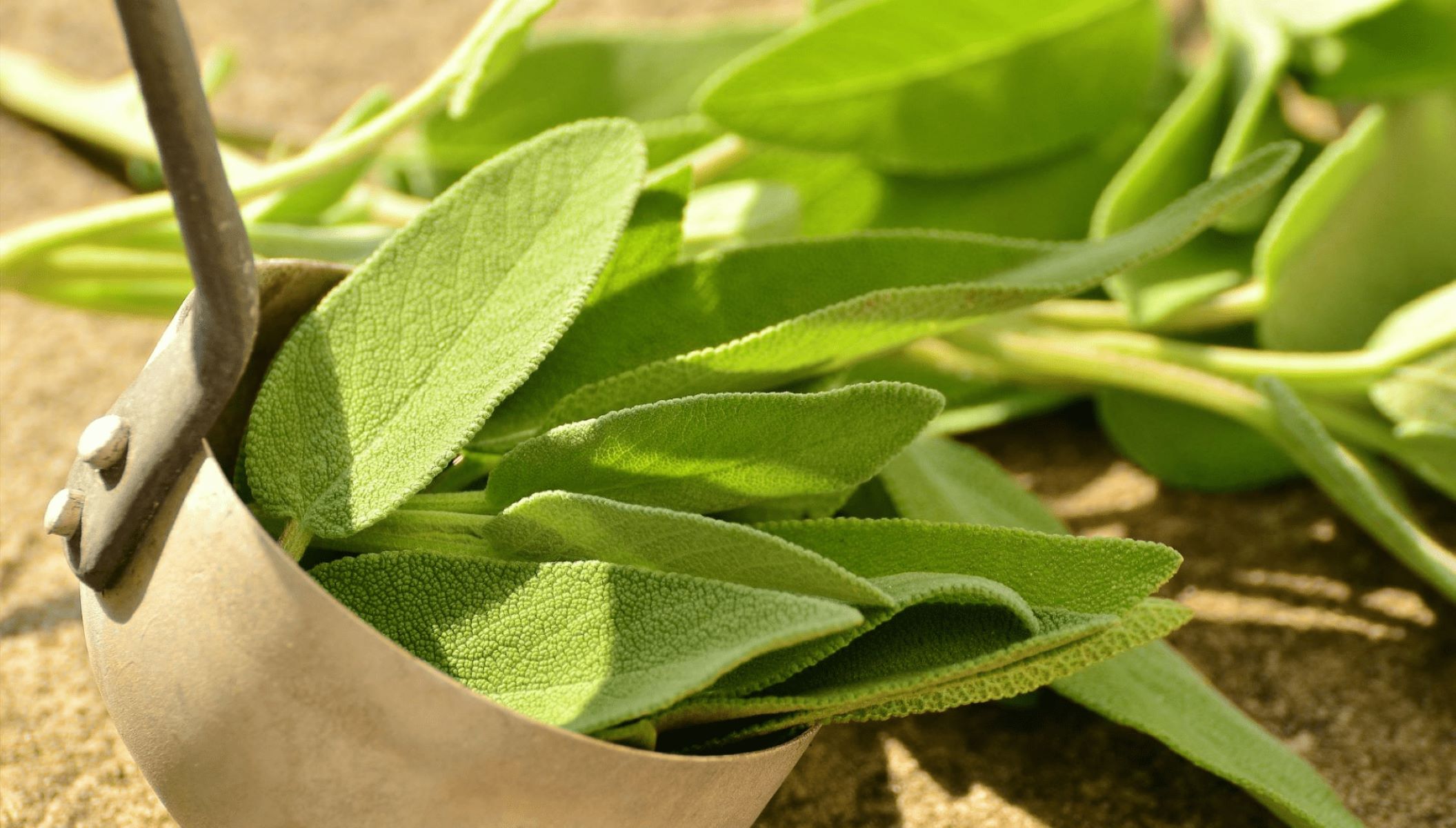 When To Plant Sage Seeds