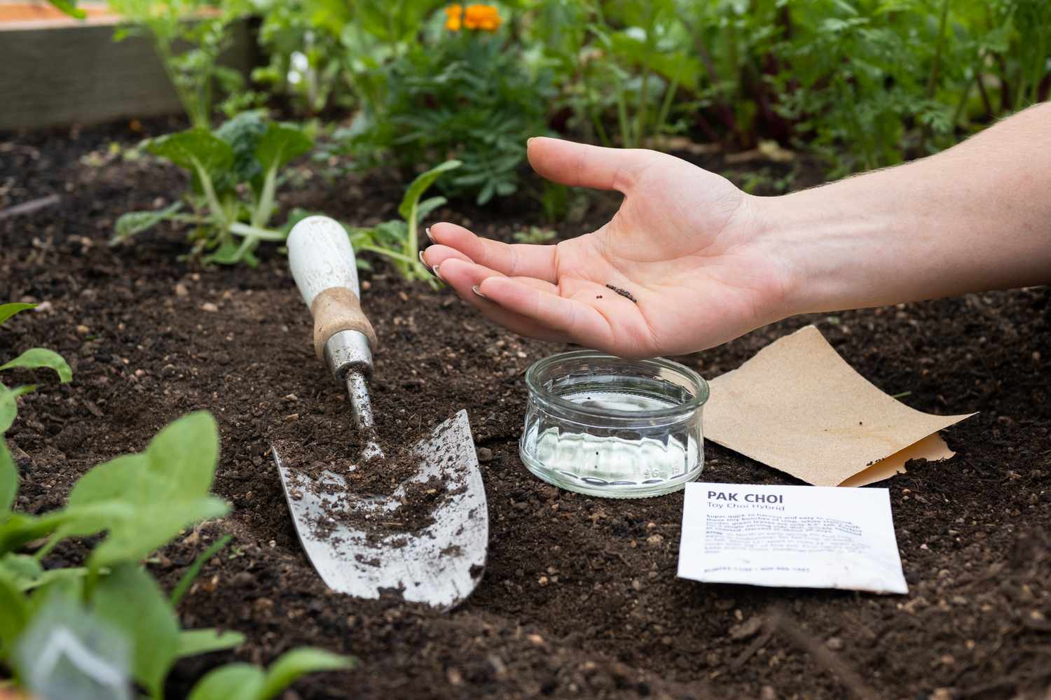 When To Plant Seeds For Garden