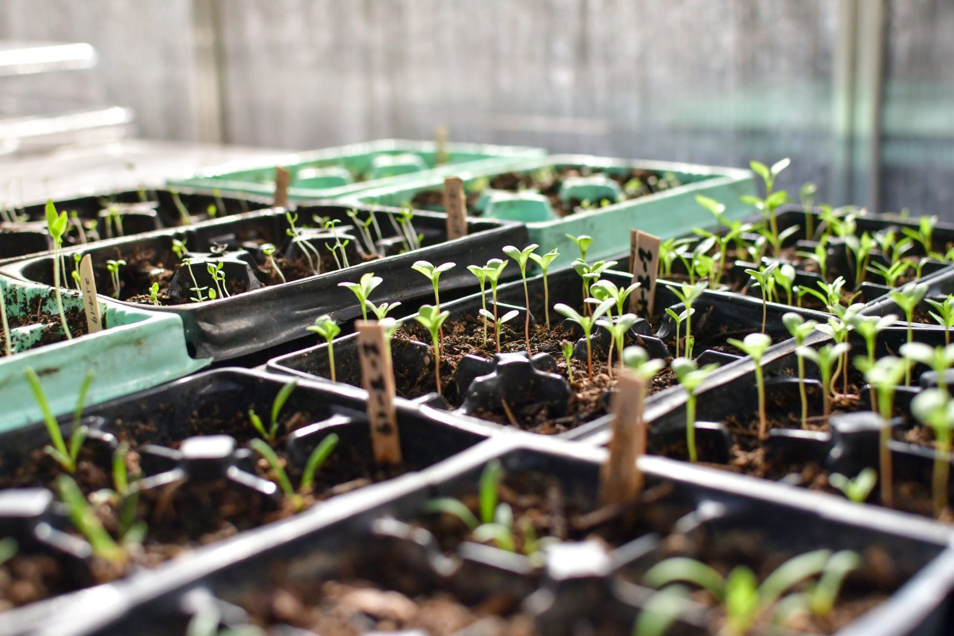 When To Plant Seeds In A Greenhouse