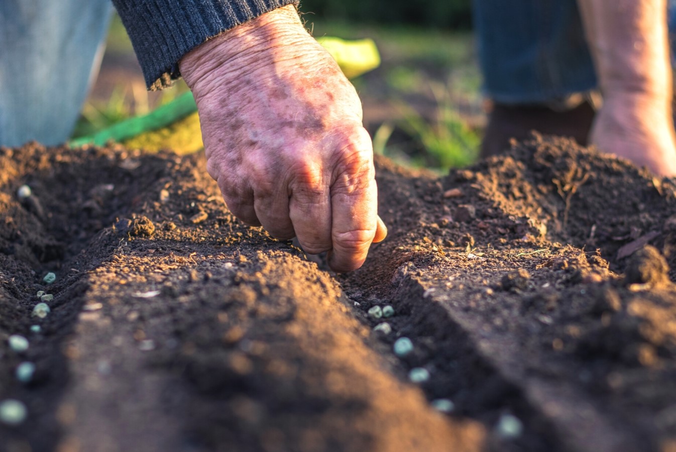 When To Plant Seeds Outside