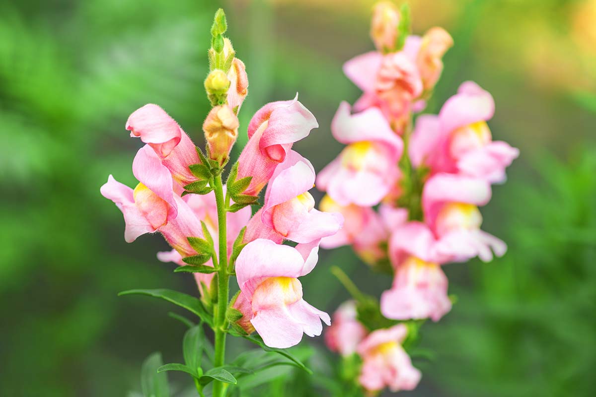 When To Plant Snapdragon Seeds