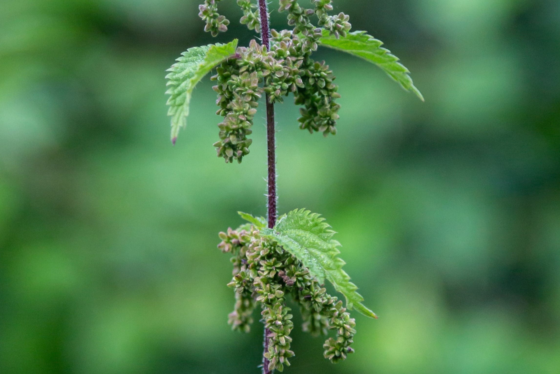 When To Plant Stinging Nettle Seeds