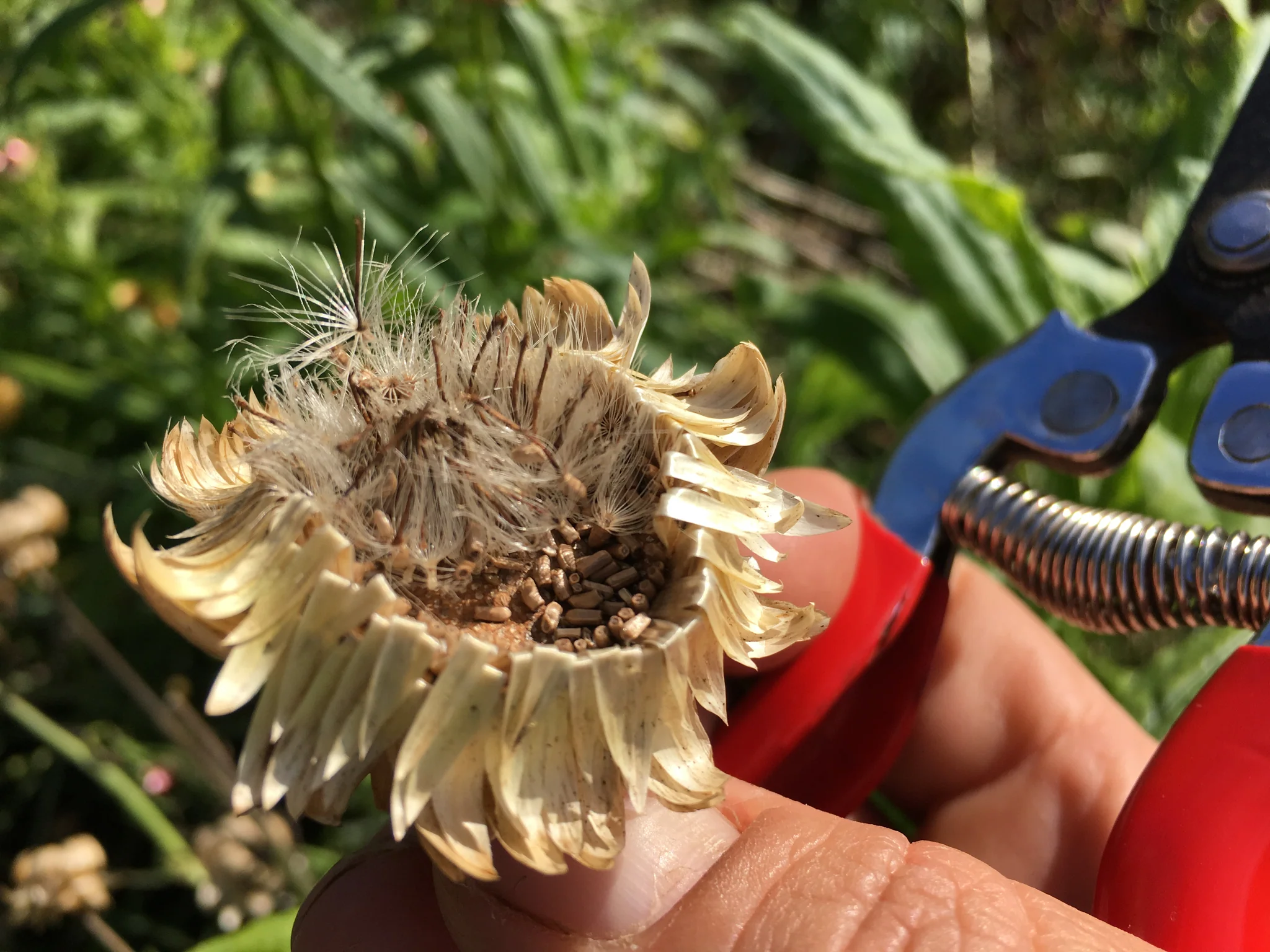 When To Plant Strawflower Seeds