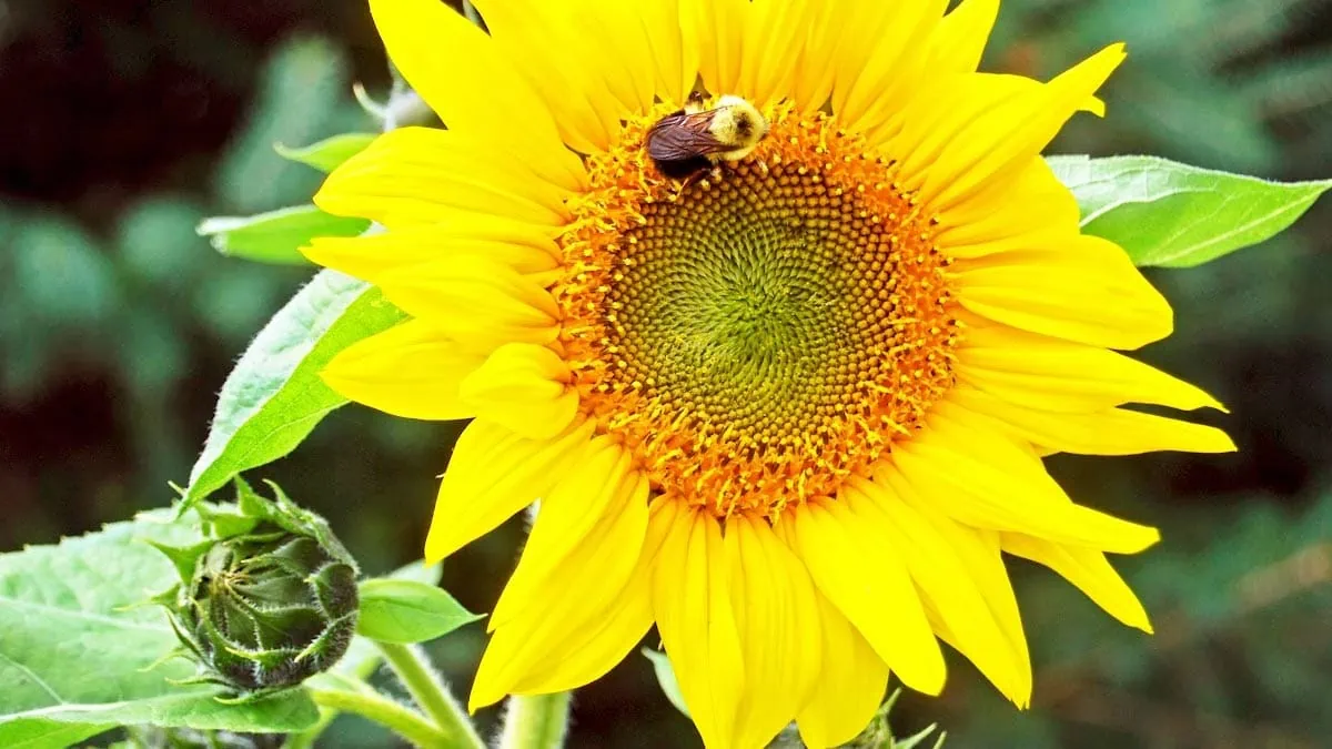 When To Plant Sunflower Seeds In Ohio