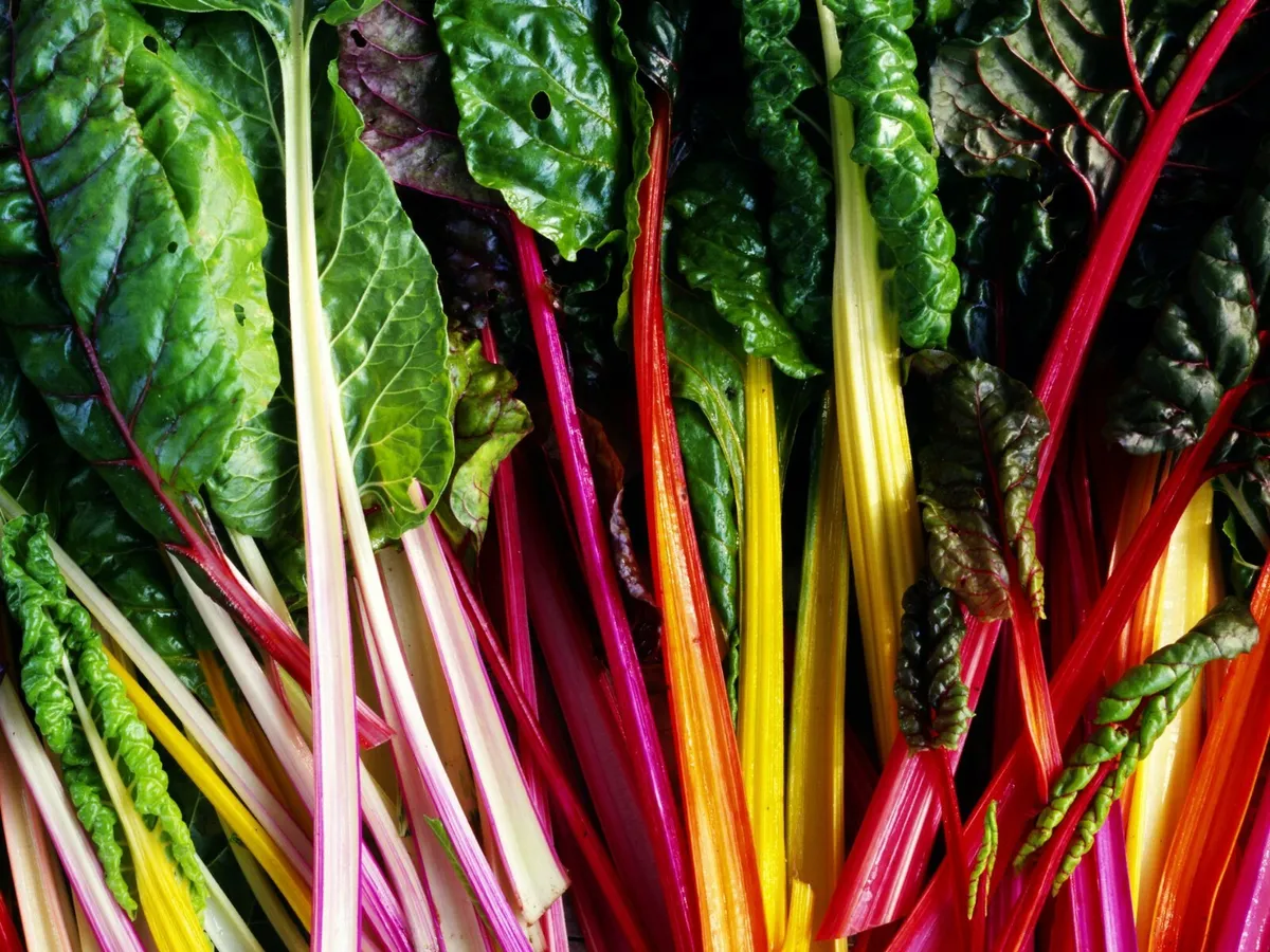 When To Plant Swiss Chard Seeds