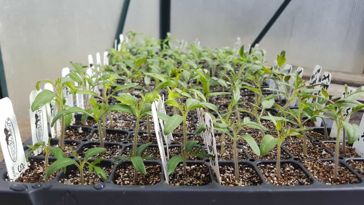 When To Plant Tomato Seeds Indoors