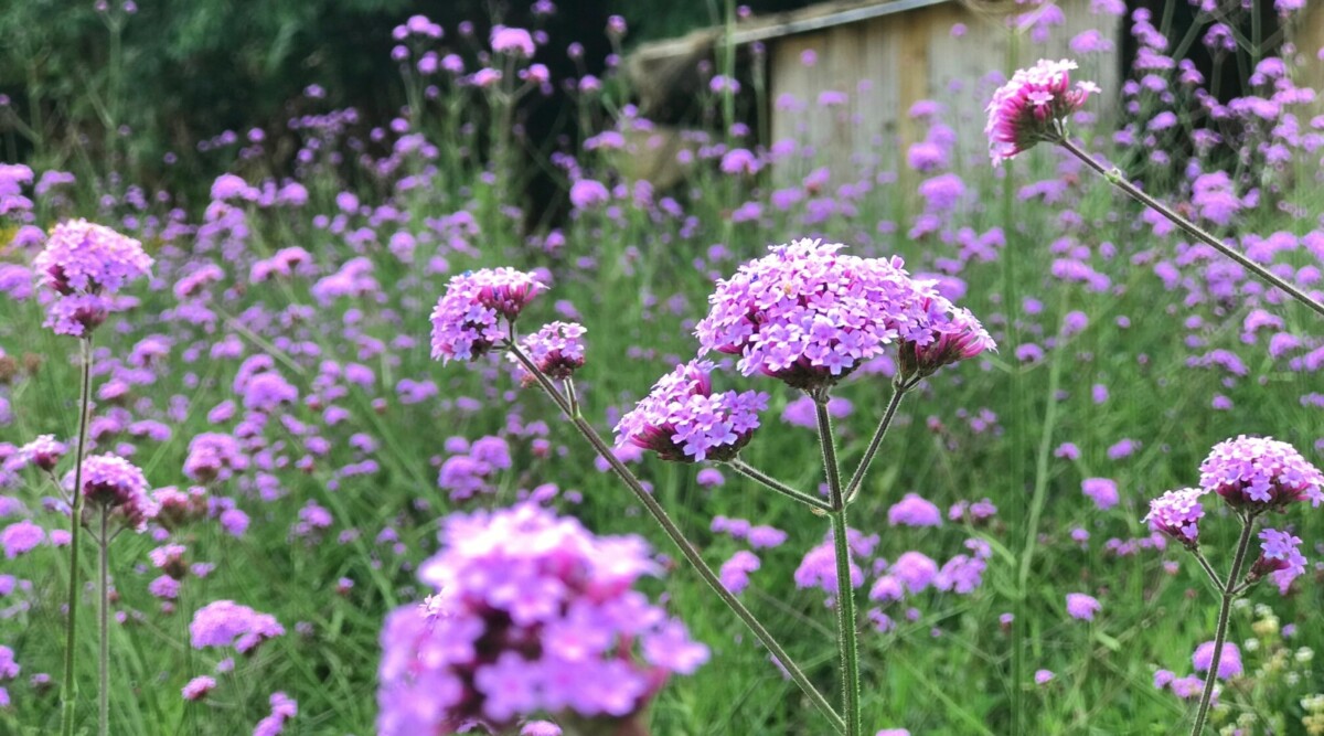 When To Plant Verbena Seeds