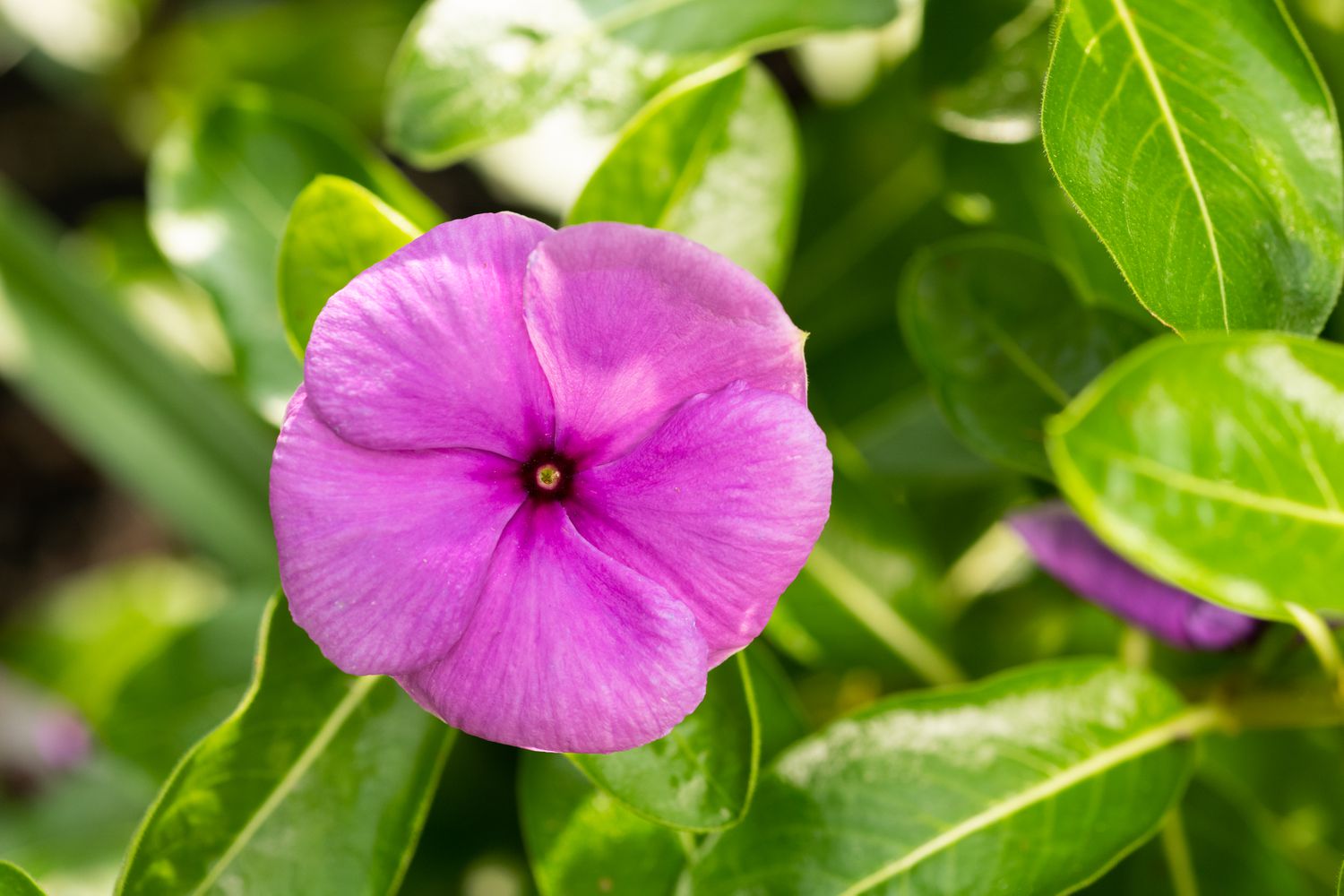 When To Plant Vinca Seeds