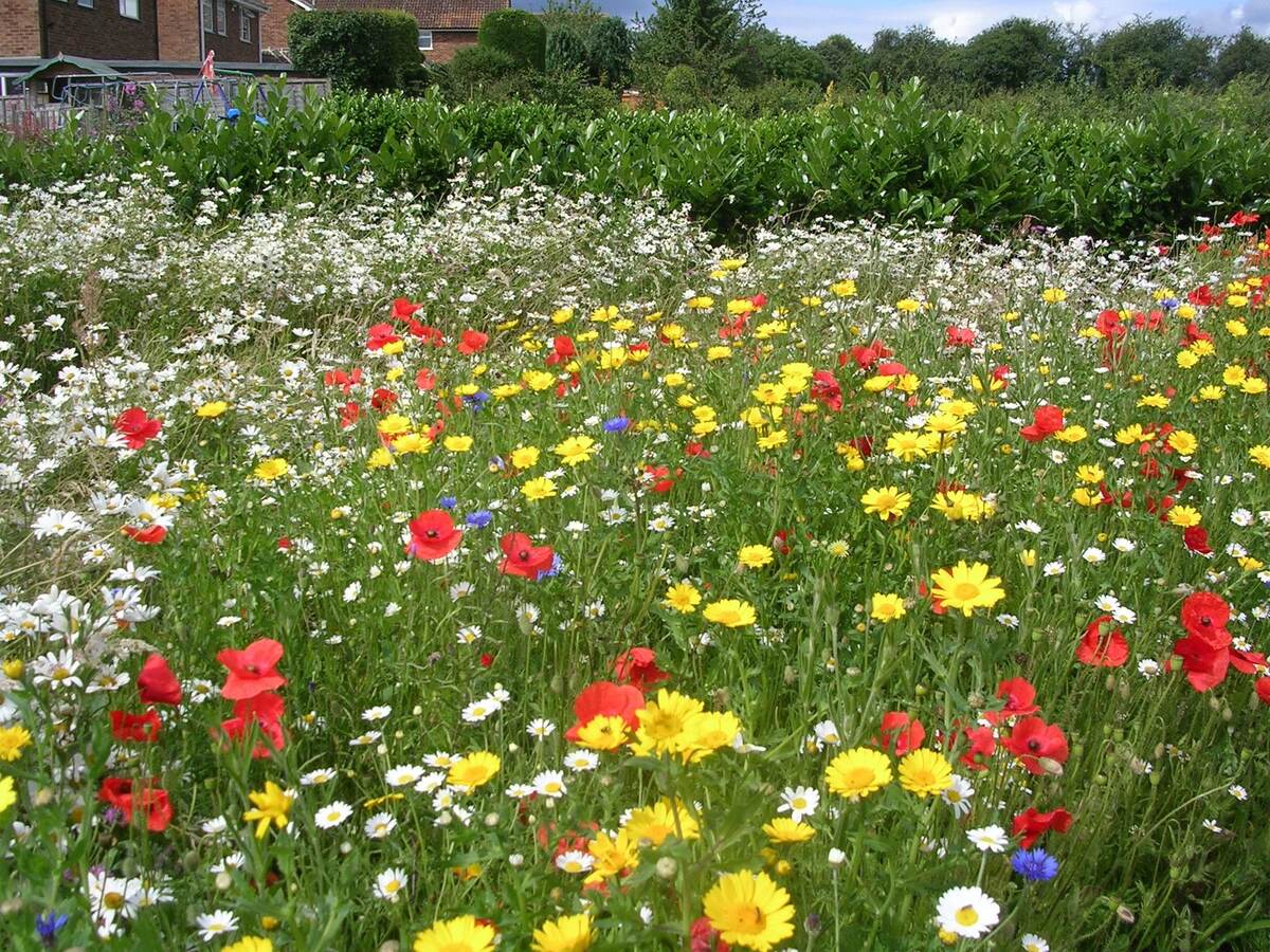 When To Plant Wildflower Plugs