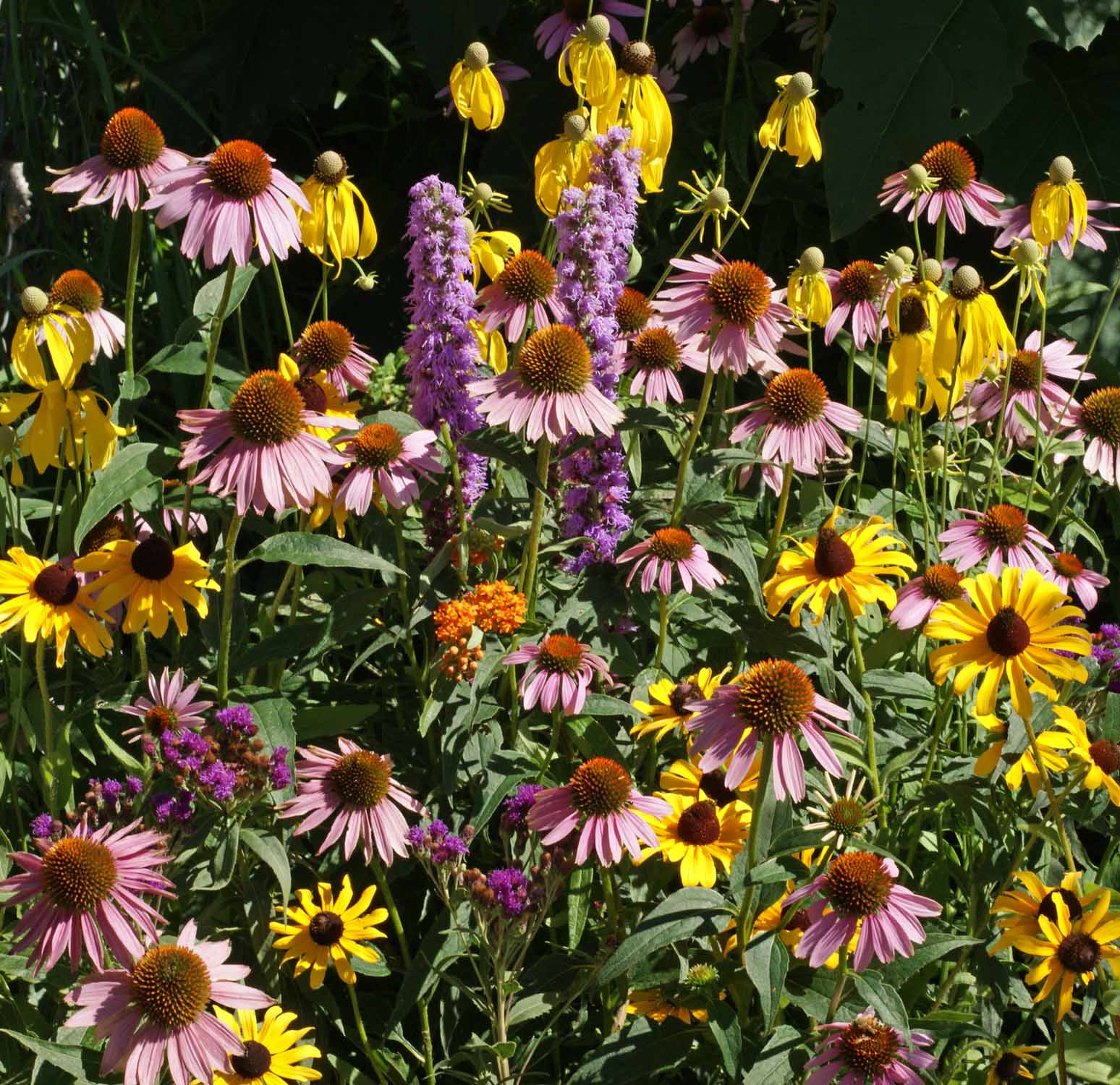 When To Plant Wildflower Seed In Southeastern MA