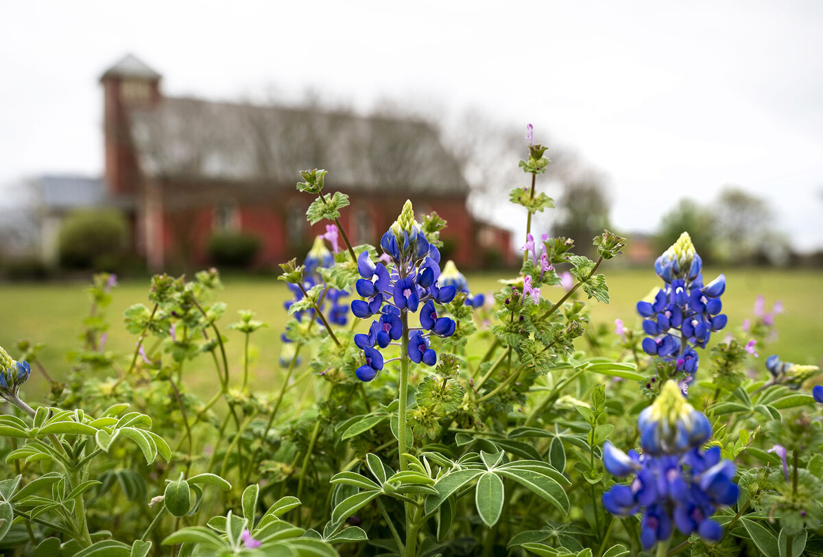 When To Plant Wildflower Seed In Texas