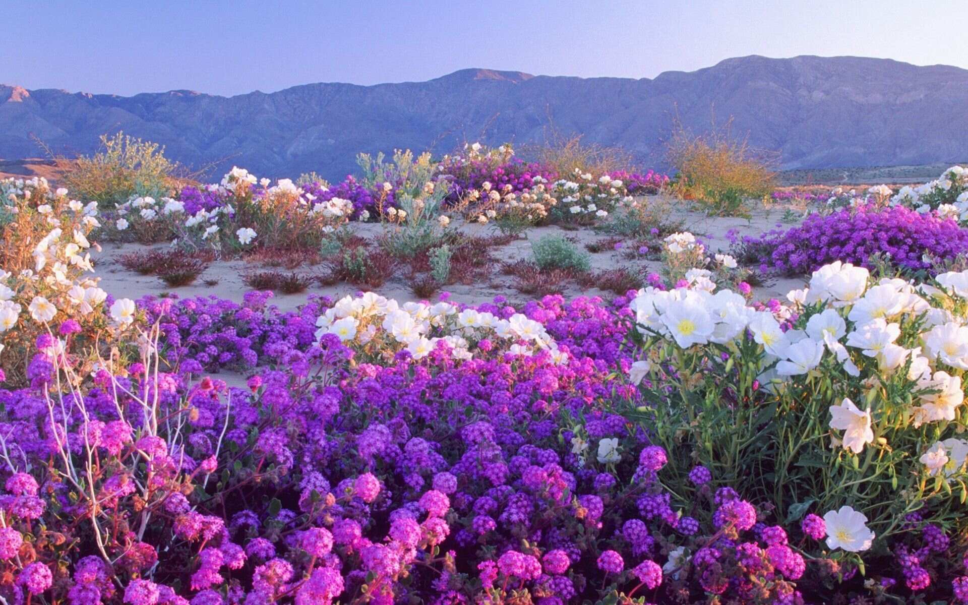 When To Plant Wildflower Seeds In California