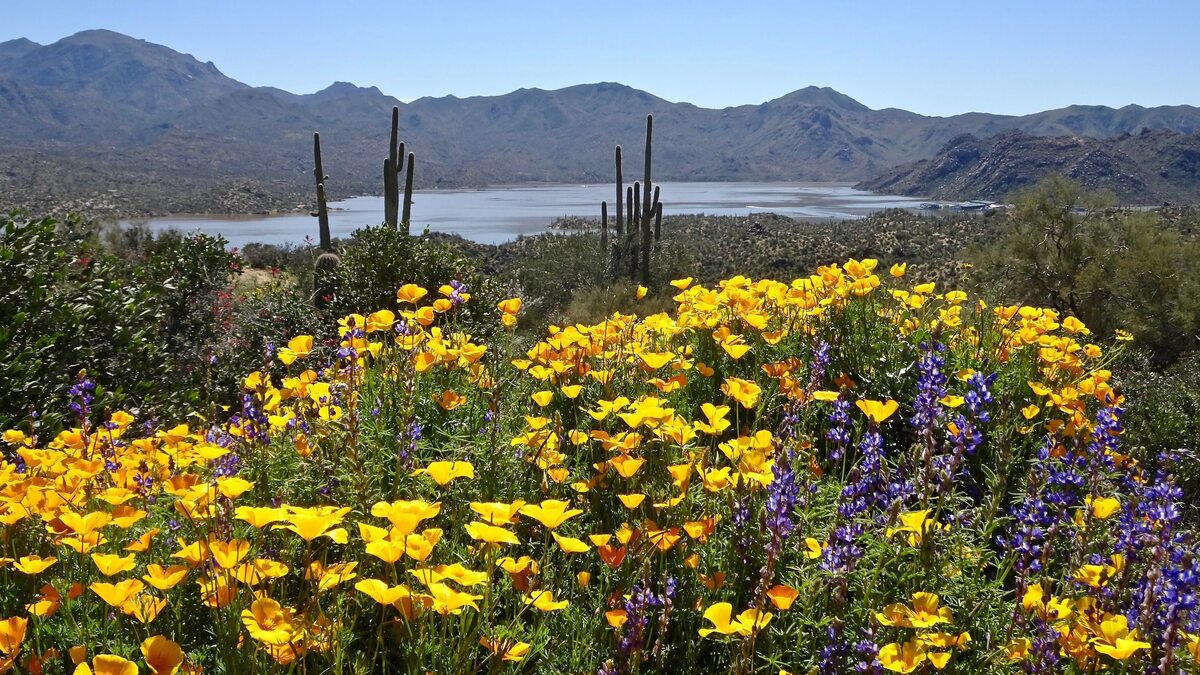 When To Plant Wildflower Seeds In Phoenix