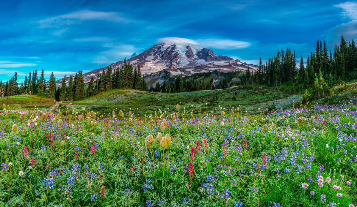 When To Plant Wildflower Seeds In PNW