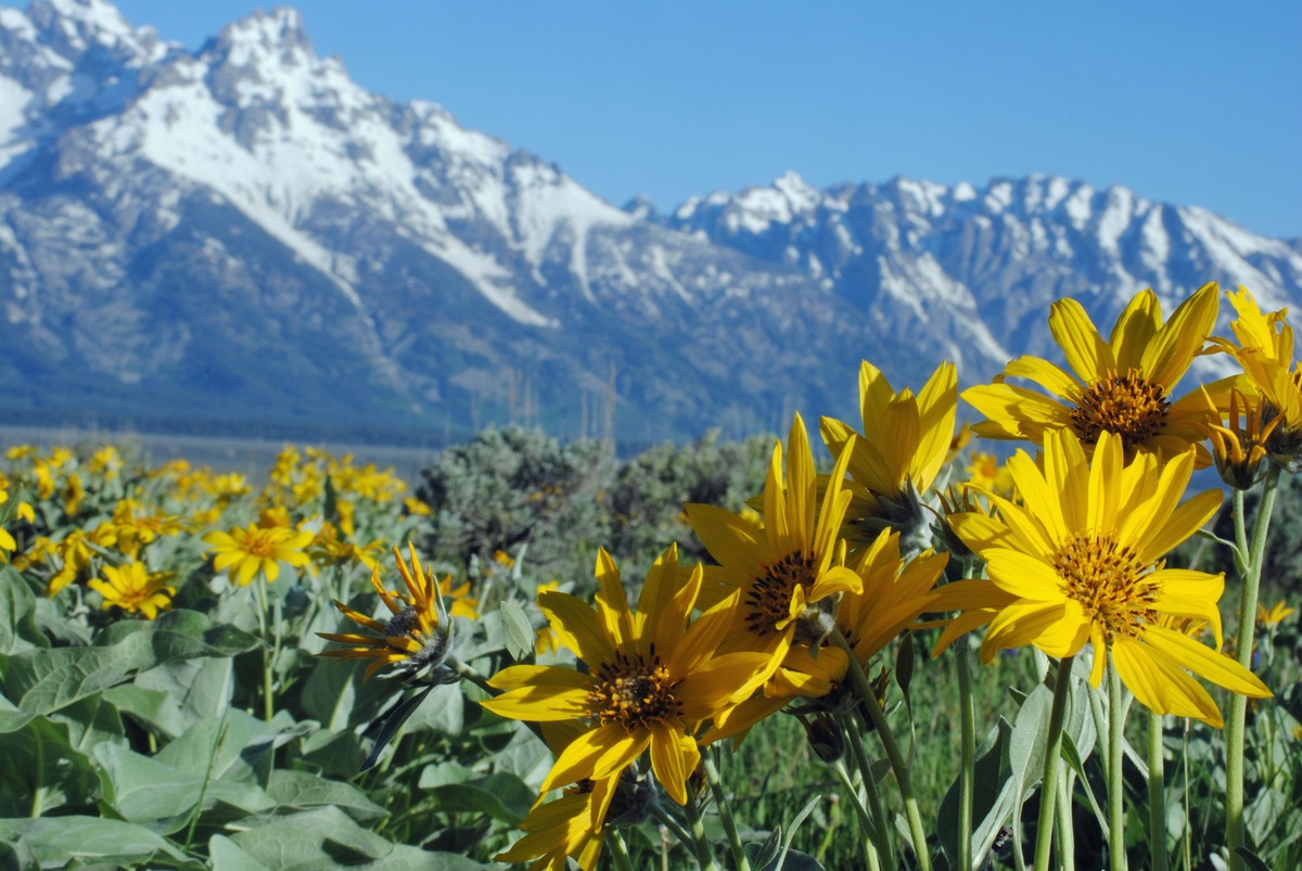When To Plant Wildflower Seeds In Reno, NV