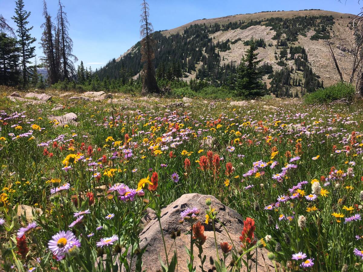 When To Plant Wildflower Seeds In Utah