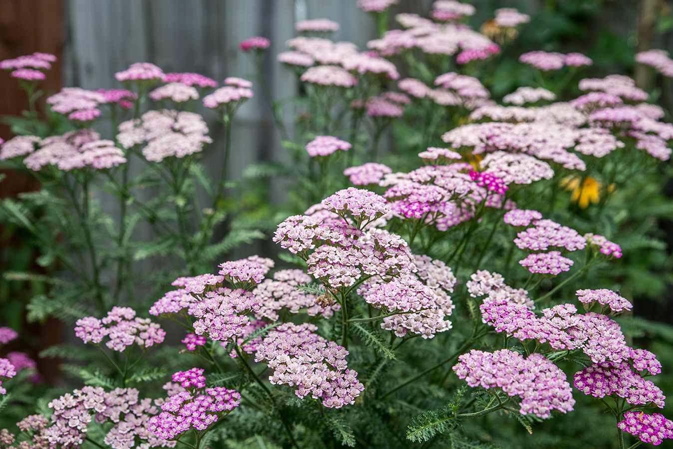 When To Plant Yarrow Seeds