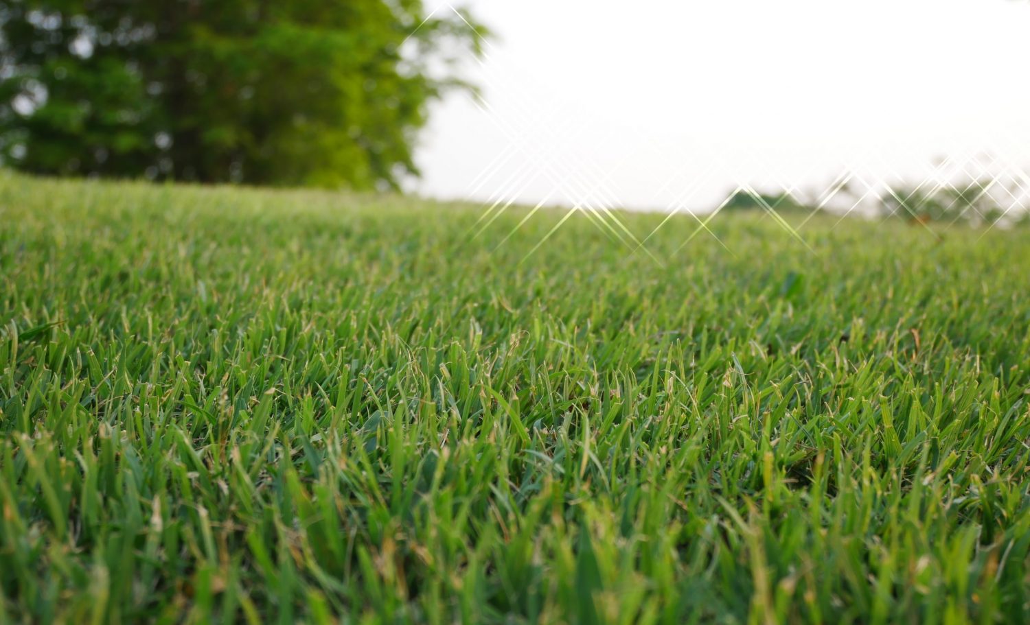 When To Seed Lawn In Texas