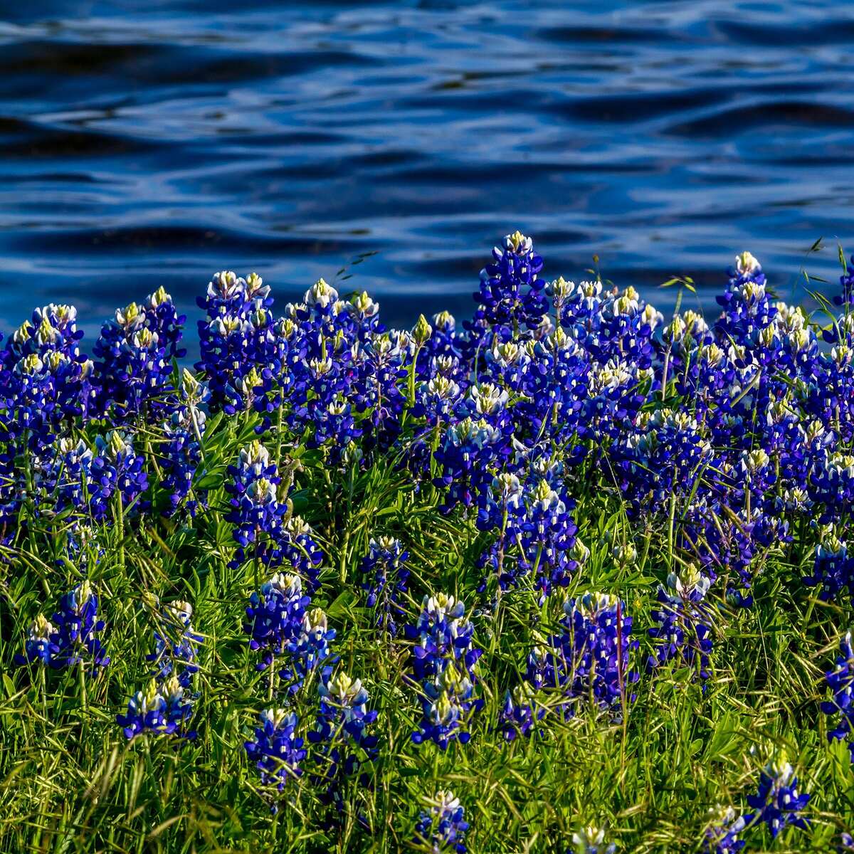 When To Seed Wildflower In Houston Storables