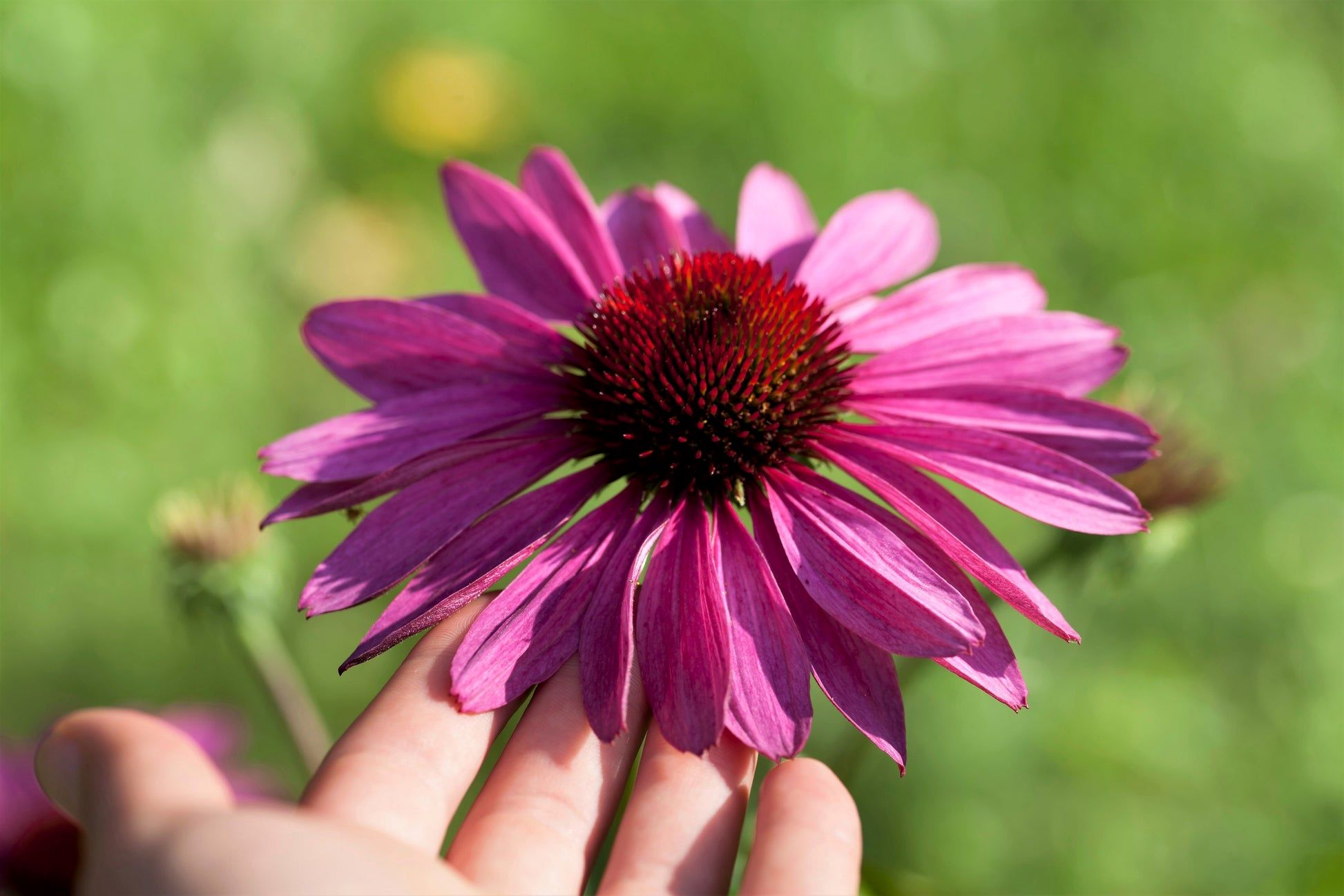 When To Sow Echinacea Seeds