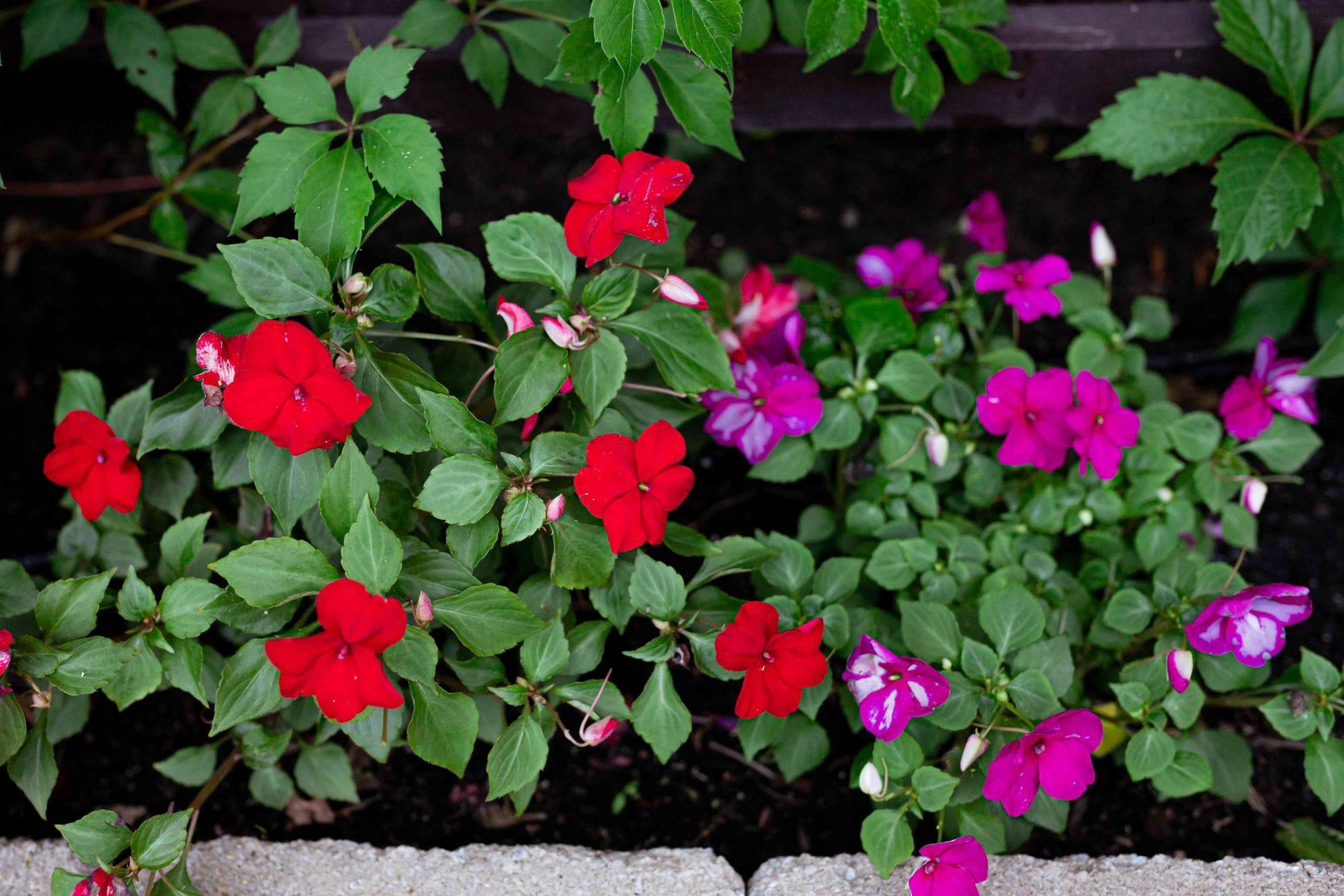 When To Sow Impatiens Seeds