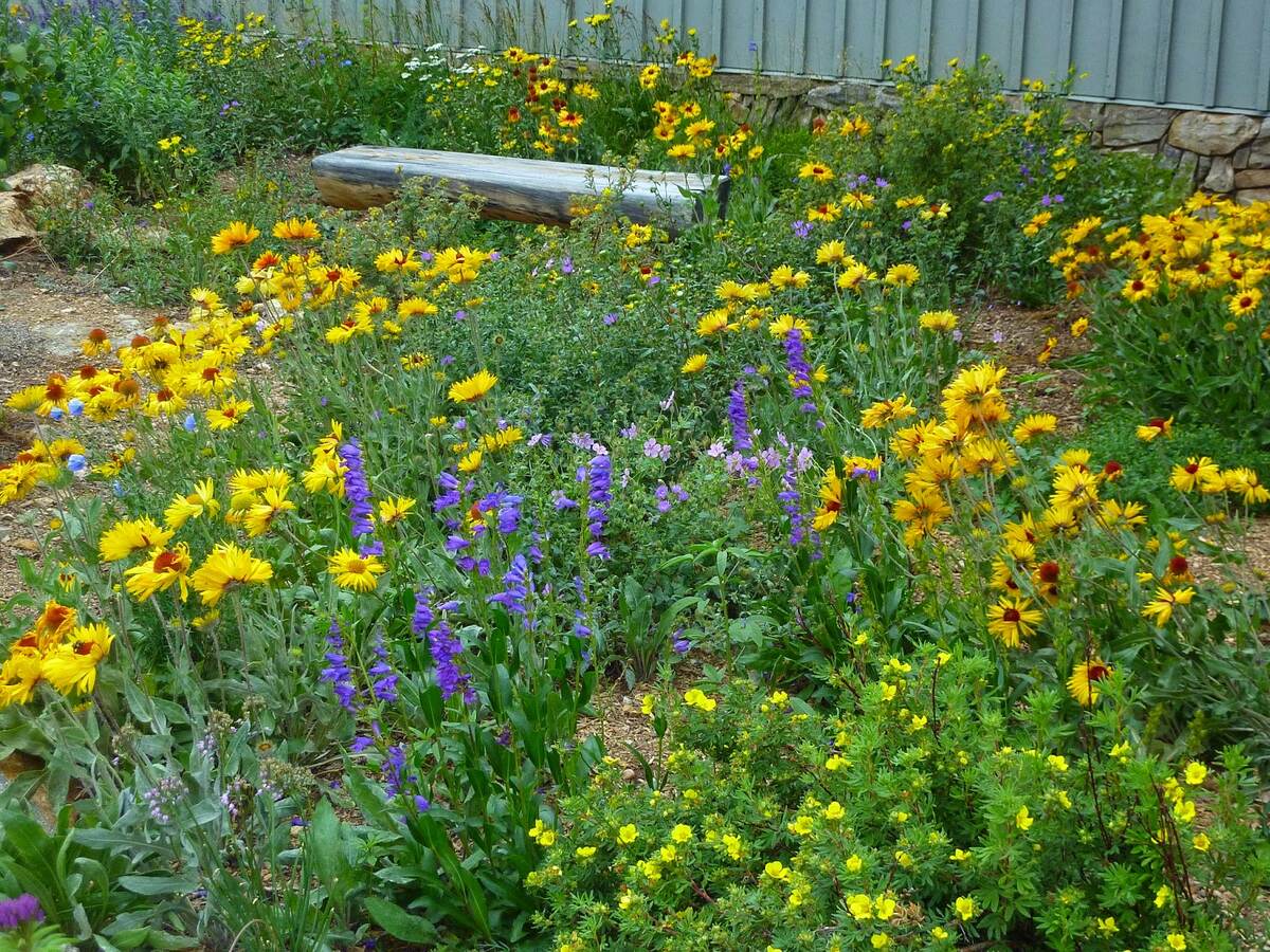 When To Sow Wildflower Seeds In Colorado