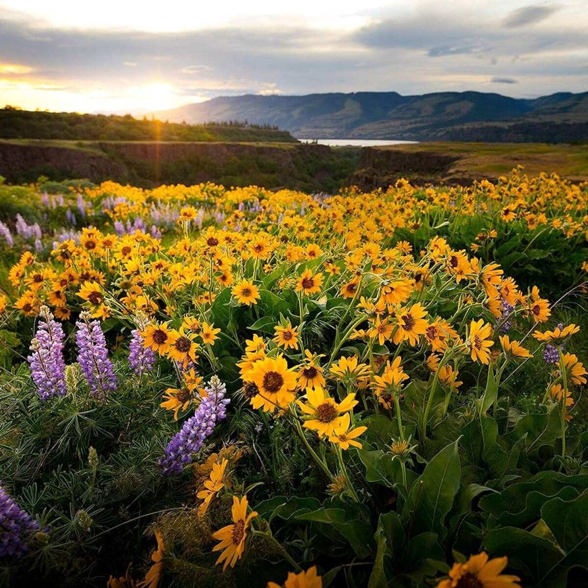 When To Sow Wildflower Seeds In Oregon