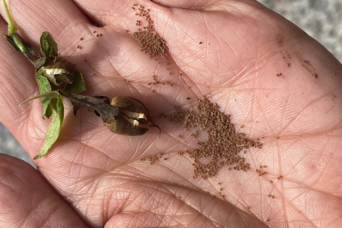 When To Start Foxglove Seeds Indoors