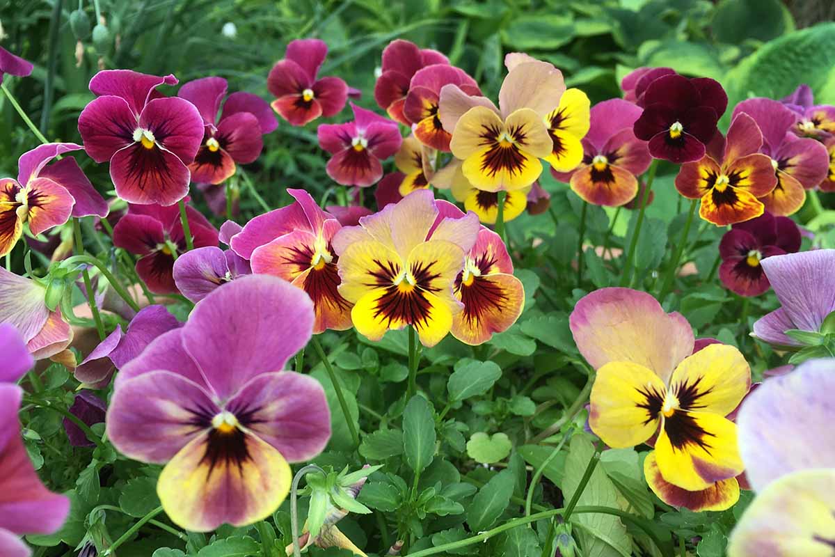 When To Start Pansy Seeds