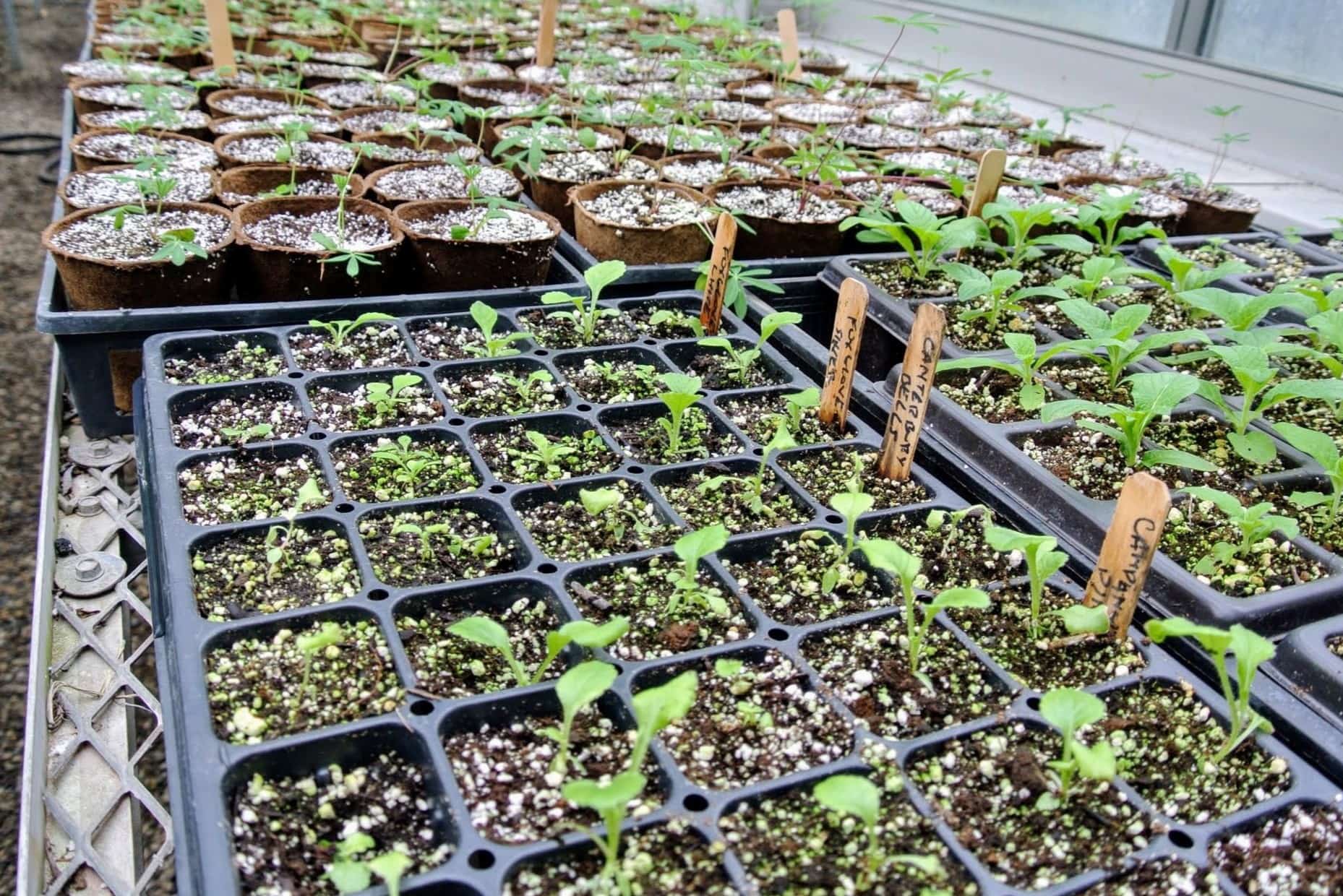 When To Start Seeds In Greenhouse