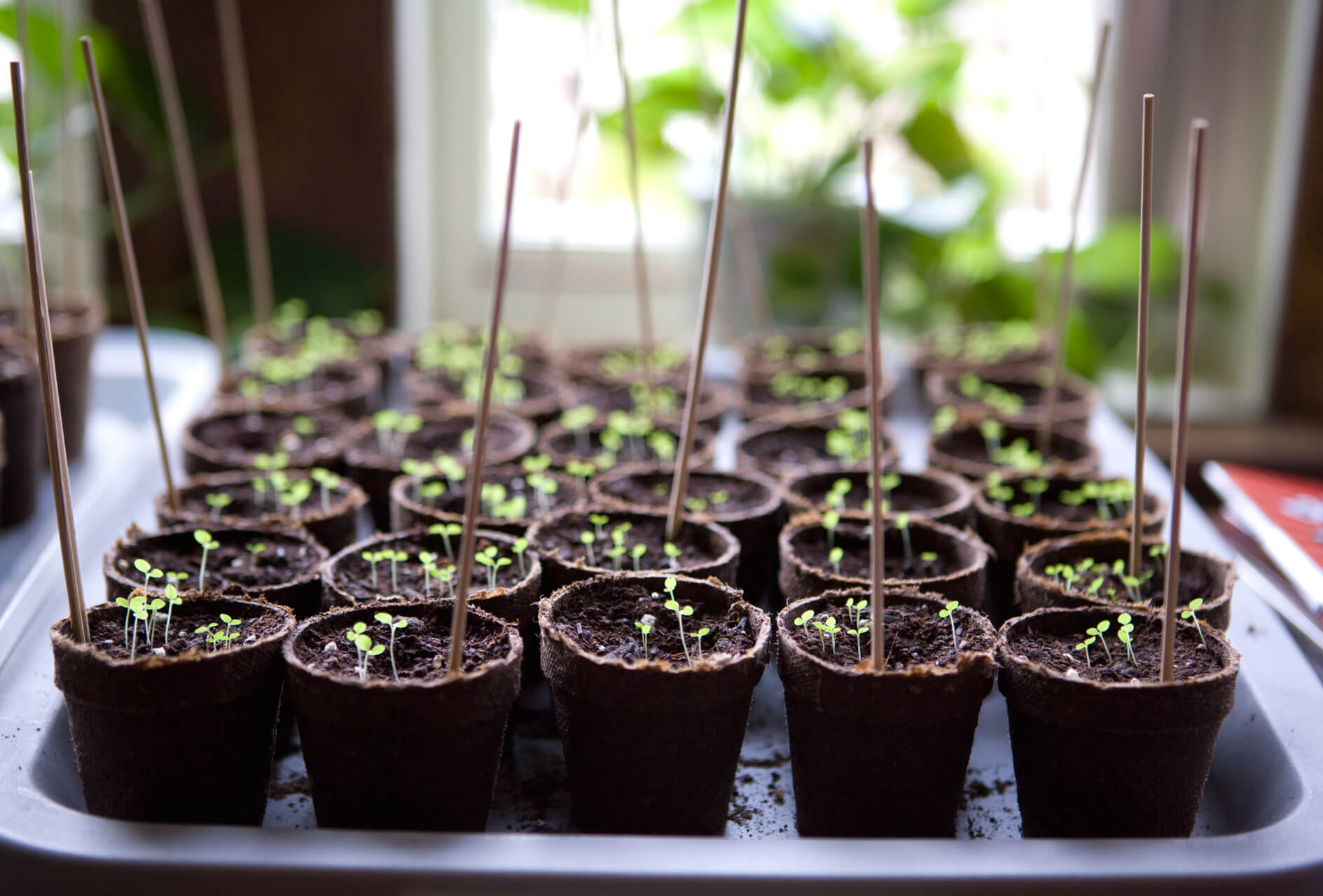 When To Start Seeds Indoors
