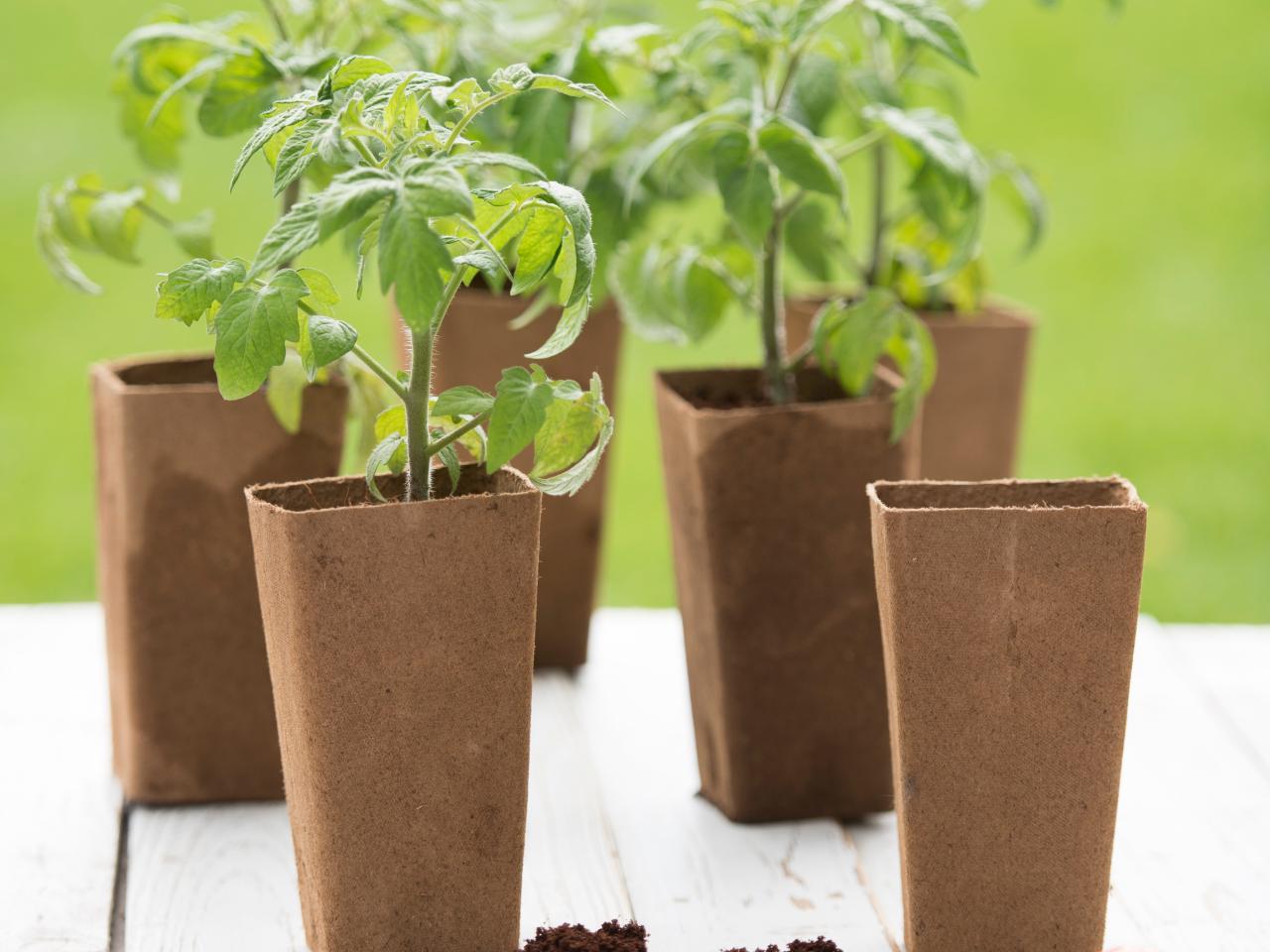 When To Start Tomatoes From Seed