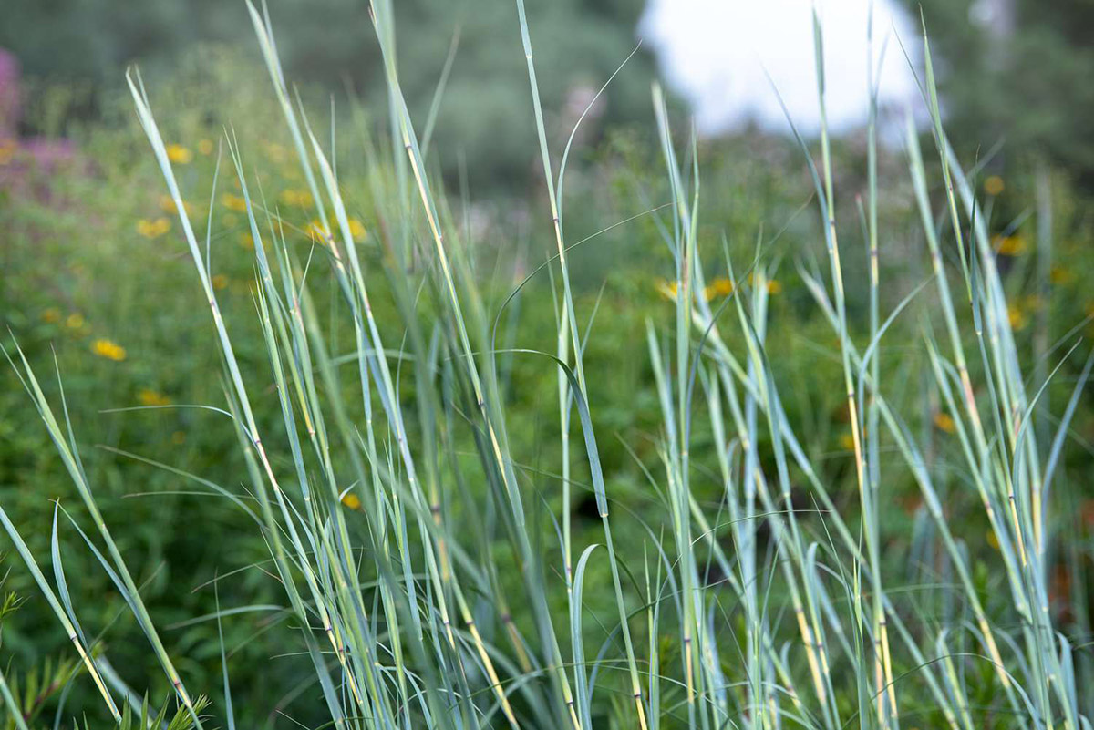 When Will Big Bluestem Germinate