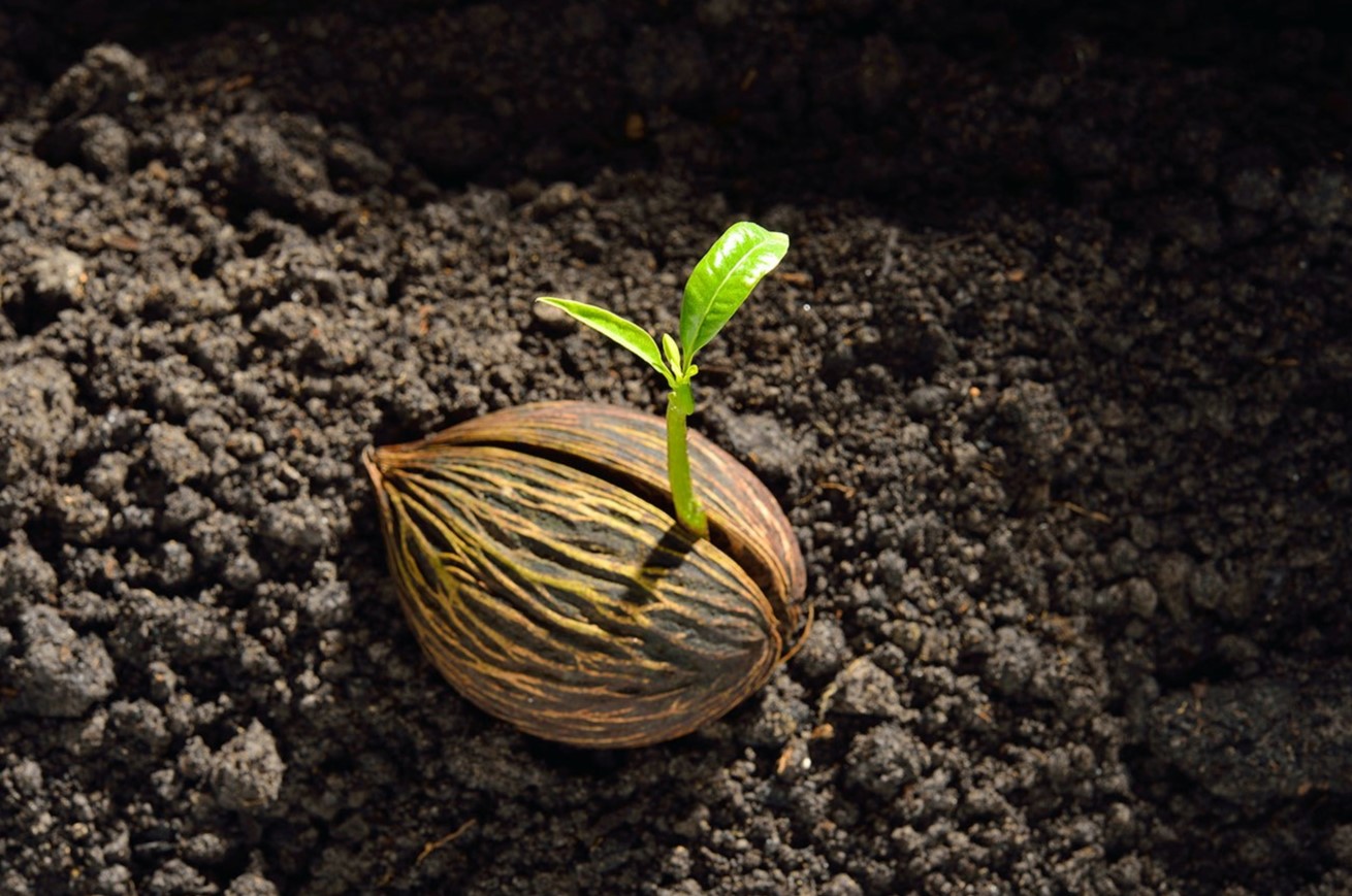 Where Are The Seeds Of A Pineapple Storables