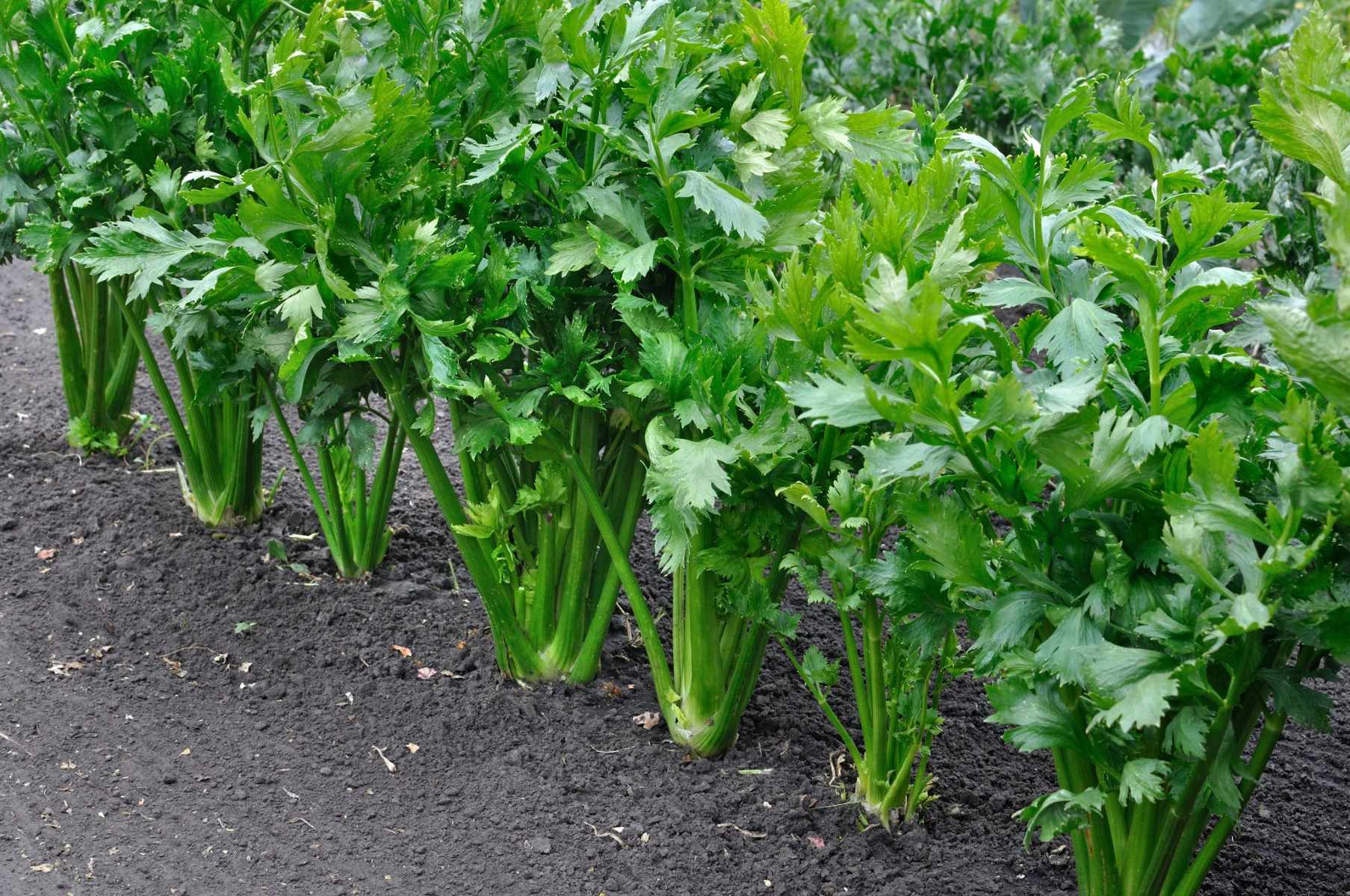 Where Are The Seeds In Celery