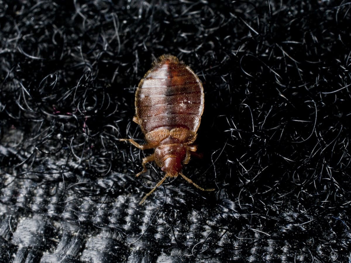 Where Do Bed Bugs Come From