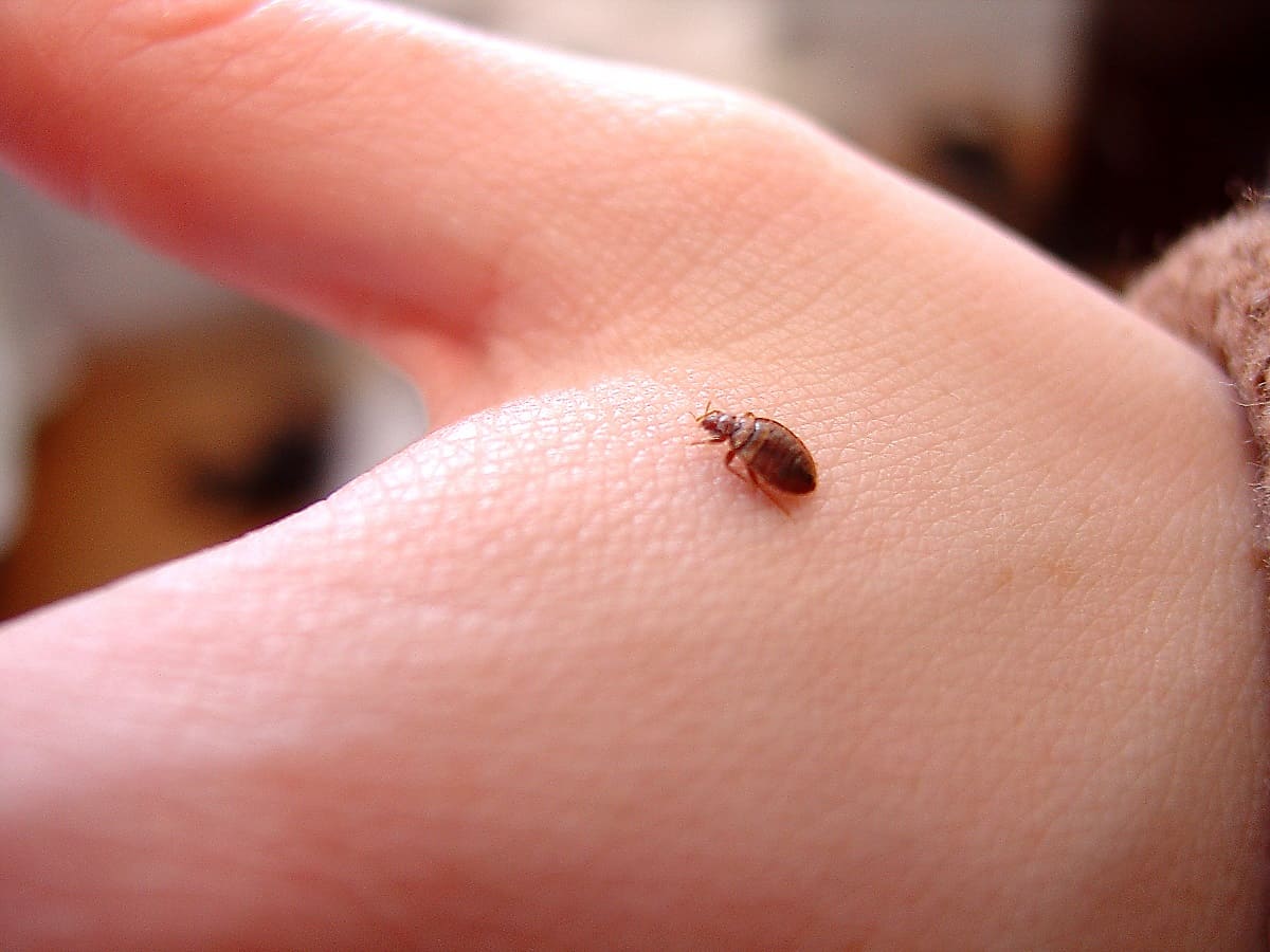 Where Do Bed Bugs Hide On Your Body