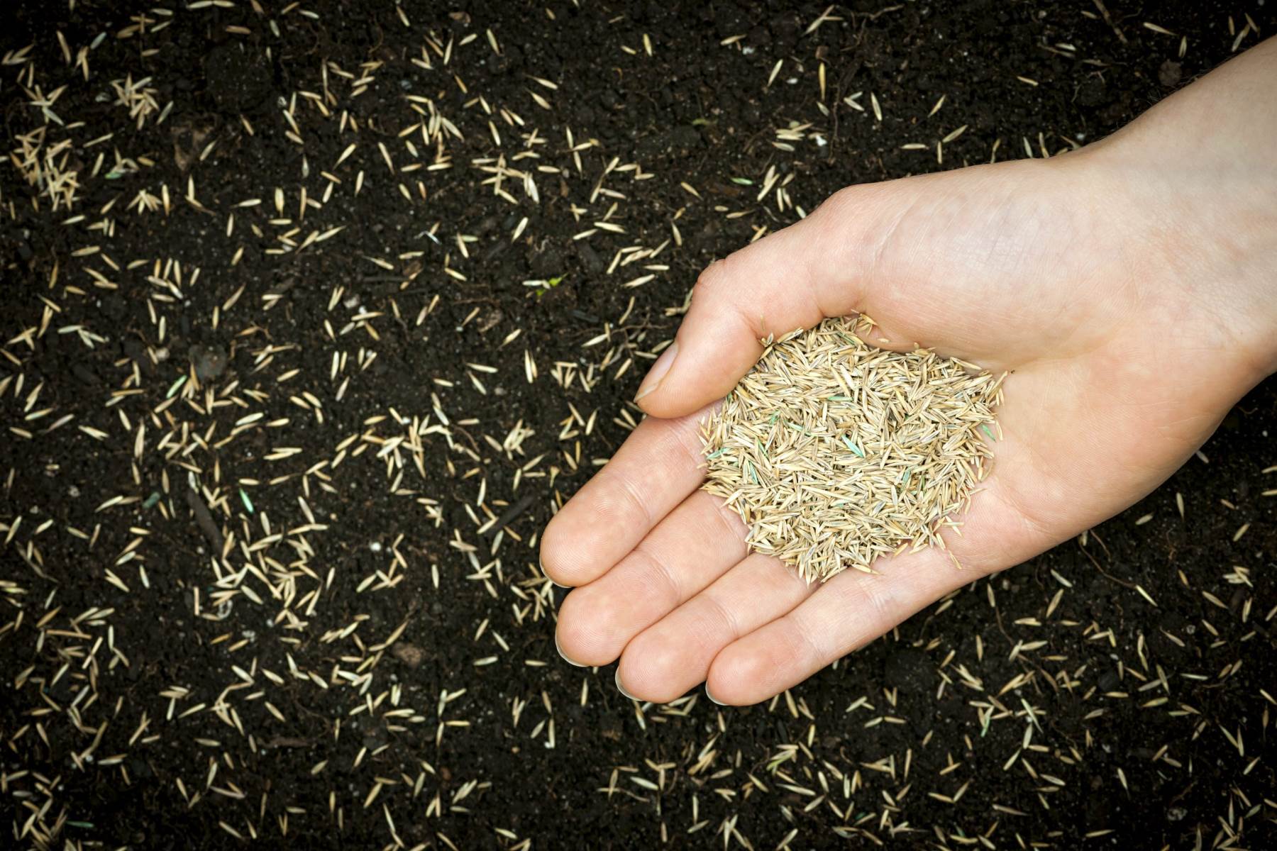Where Do Grass Seeds Come From