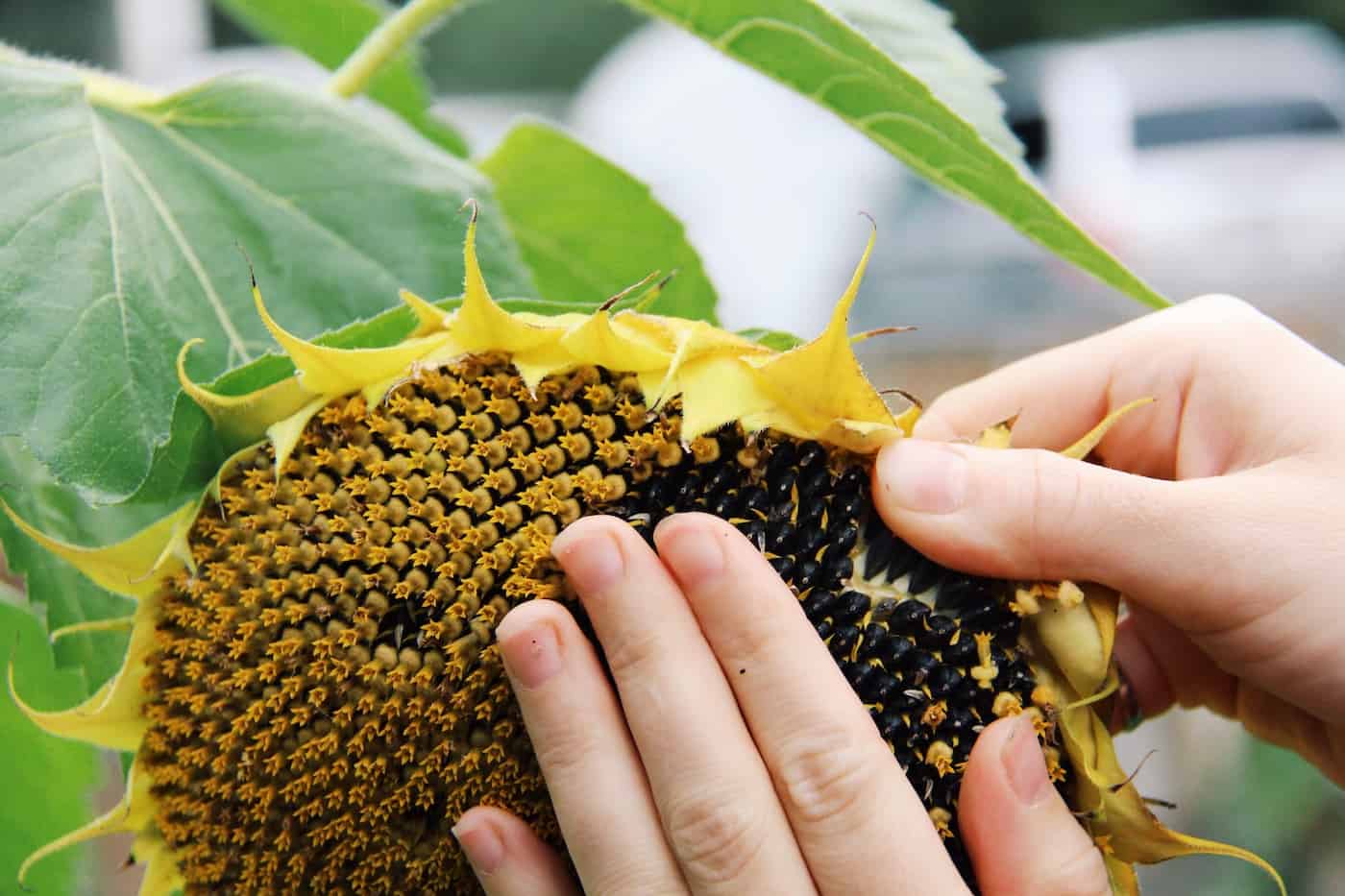 Where Do Most Sunflower Seeds Come From